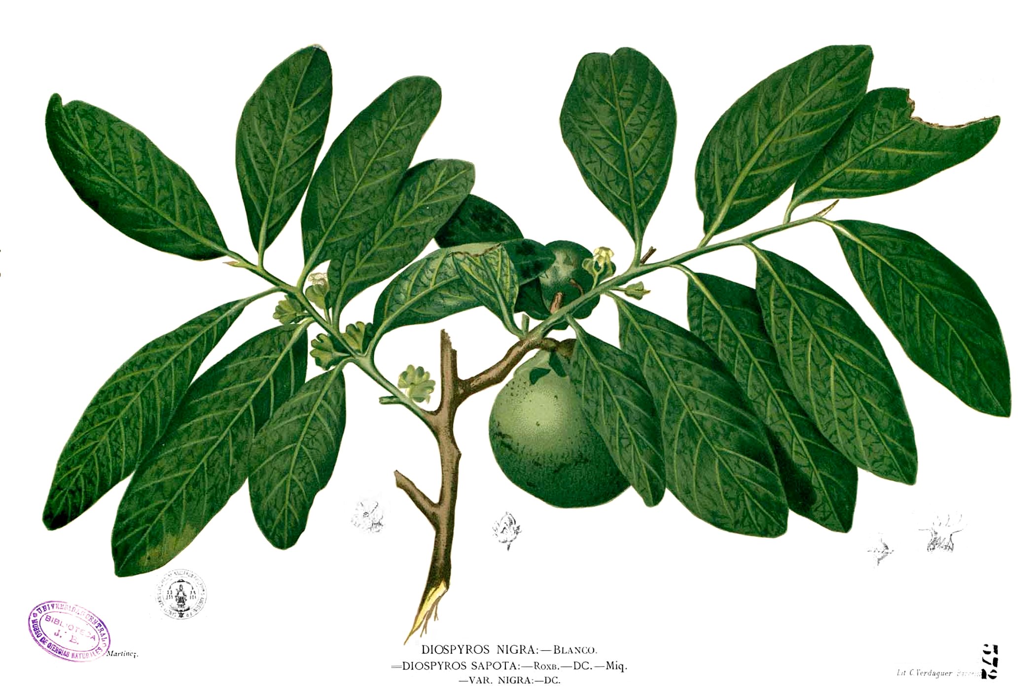 Diospyros nigra Blanco2.372