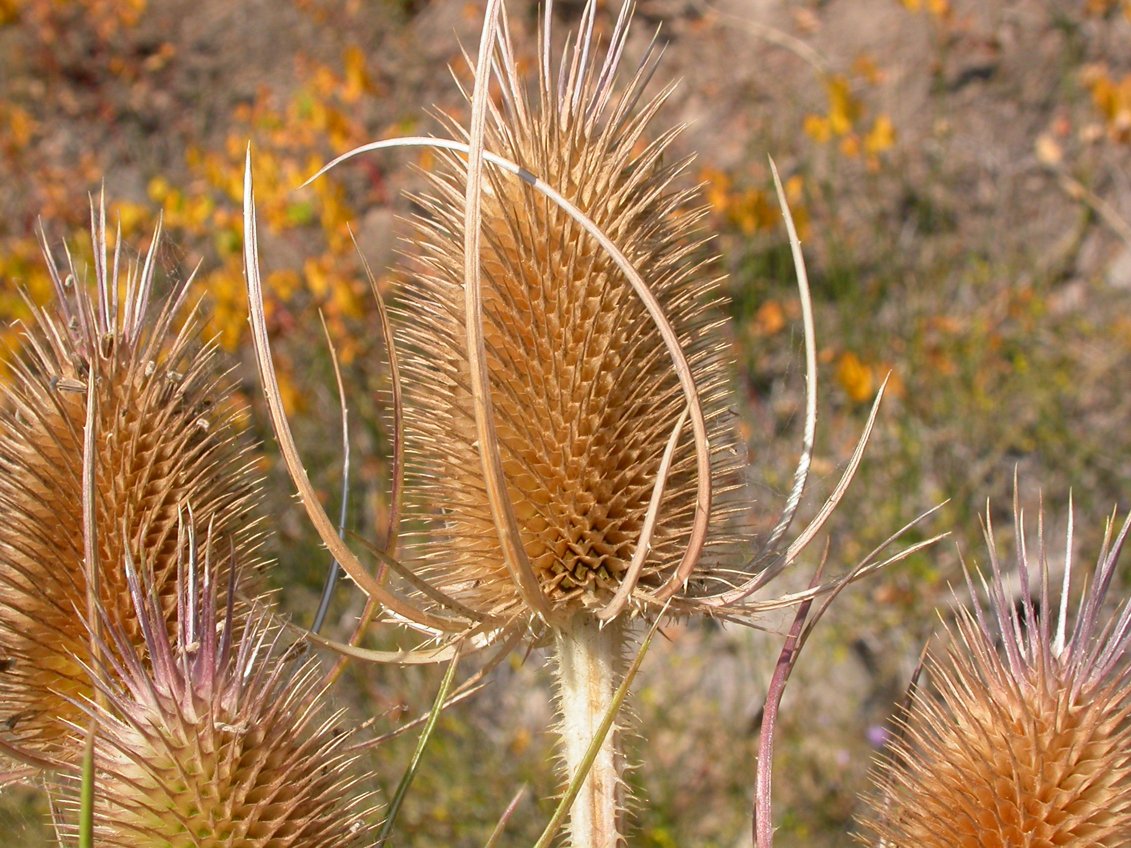 Dipsacus fullonum (5006019449)