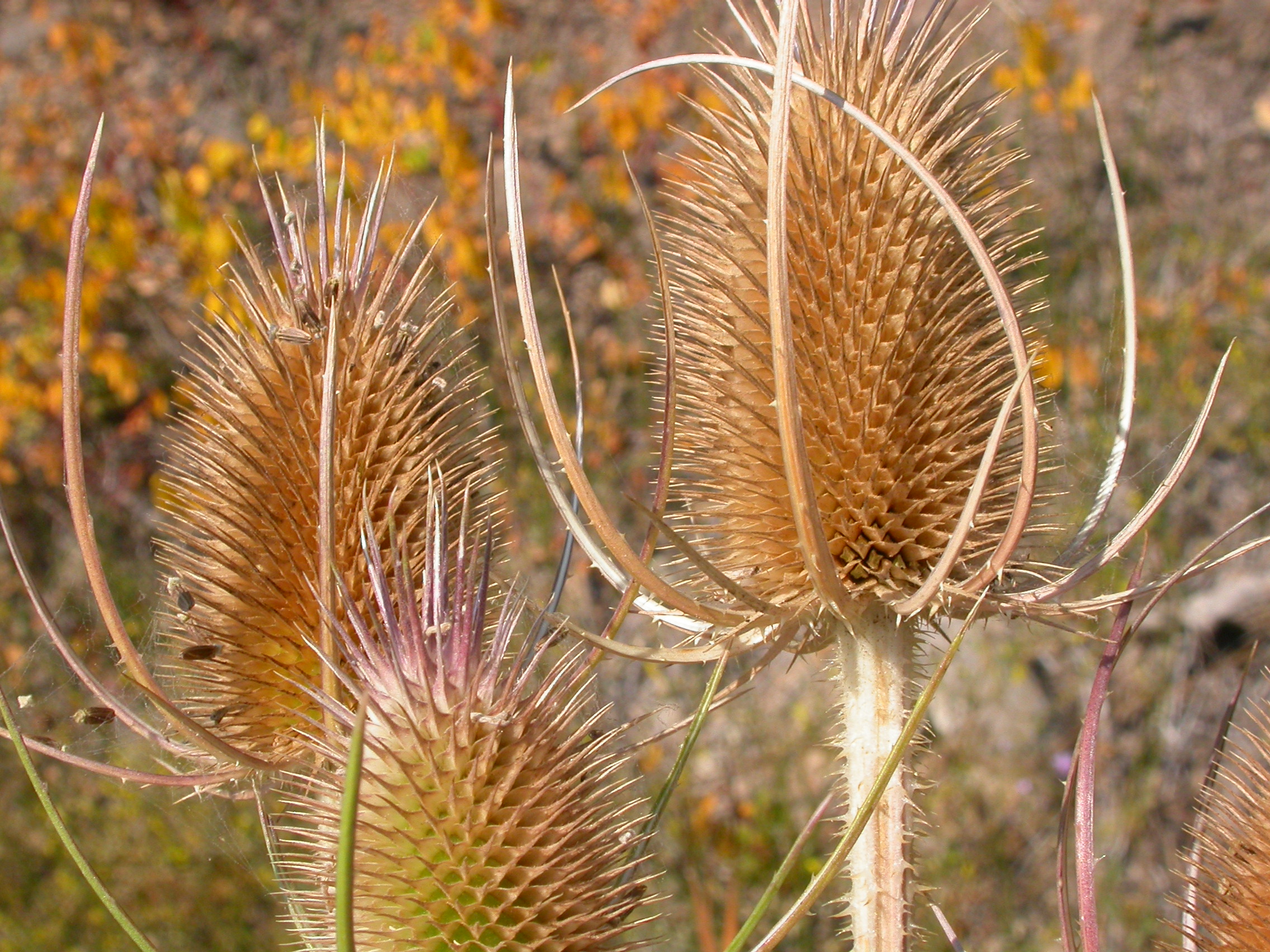 Dipsacus fullonum (5006632210)
