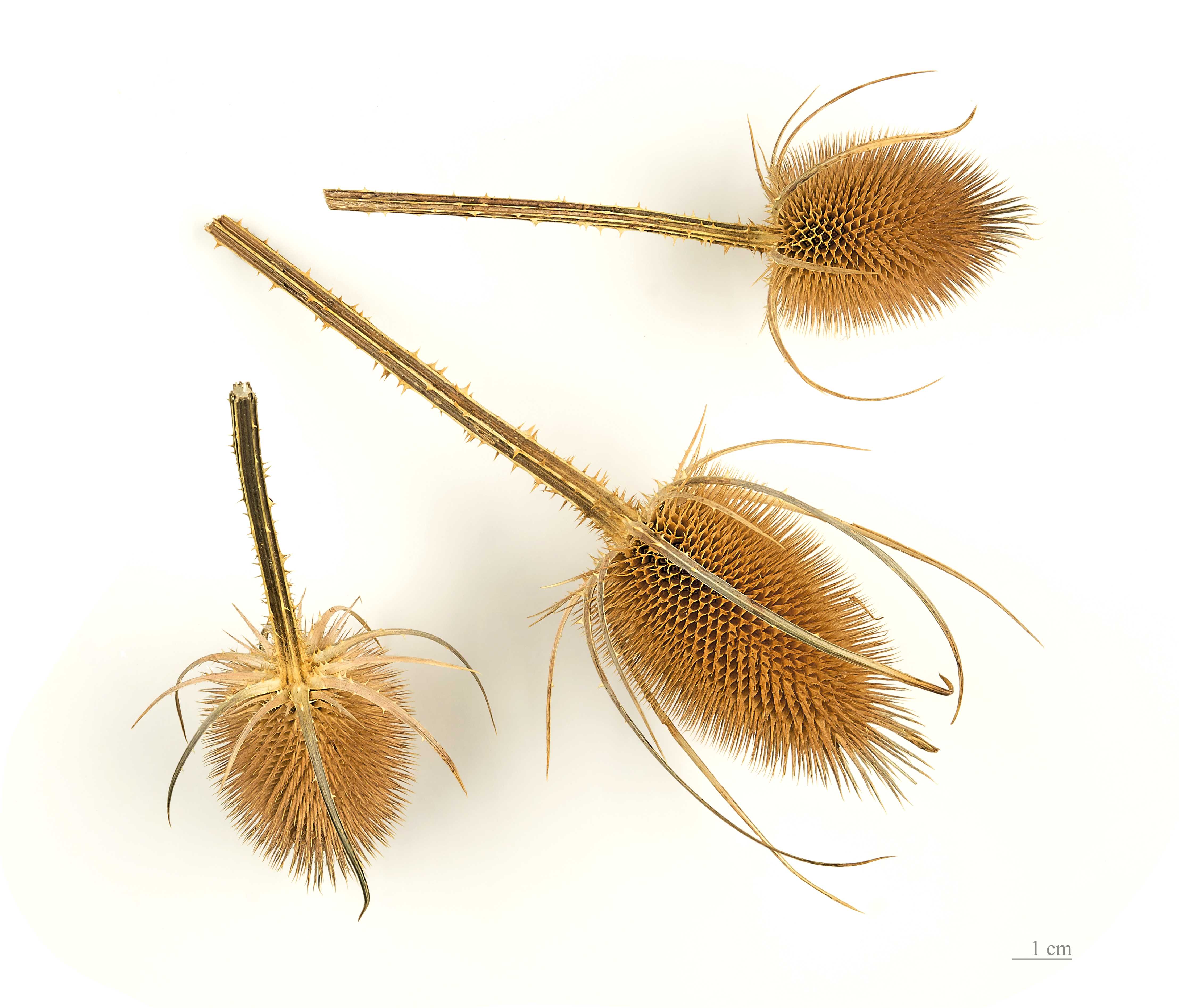 Dipsacus fullonum MHNT.BOT.2005.0.269