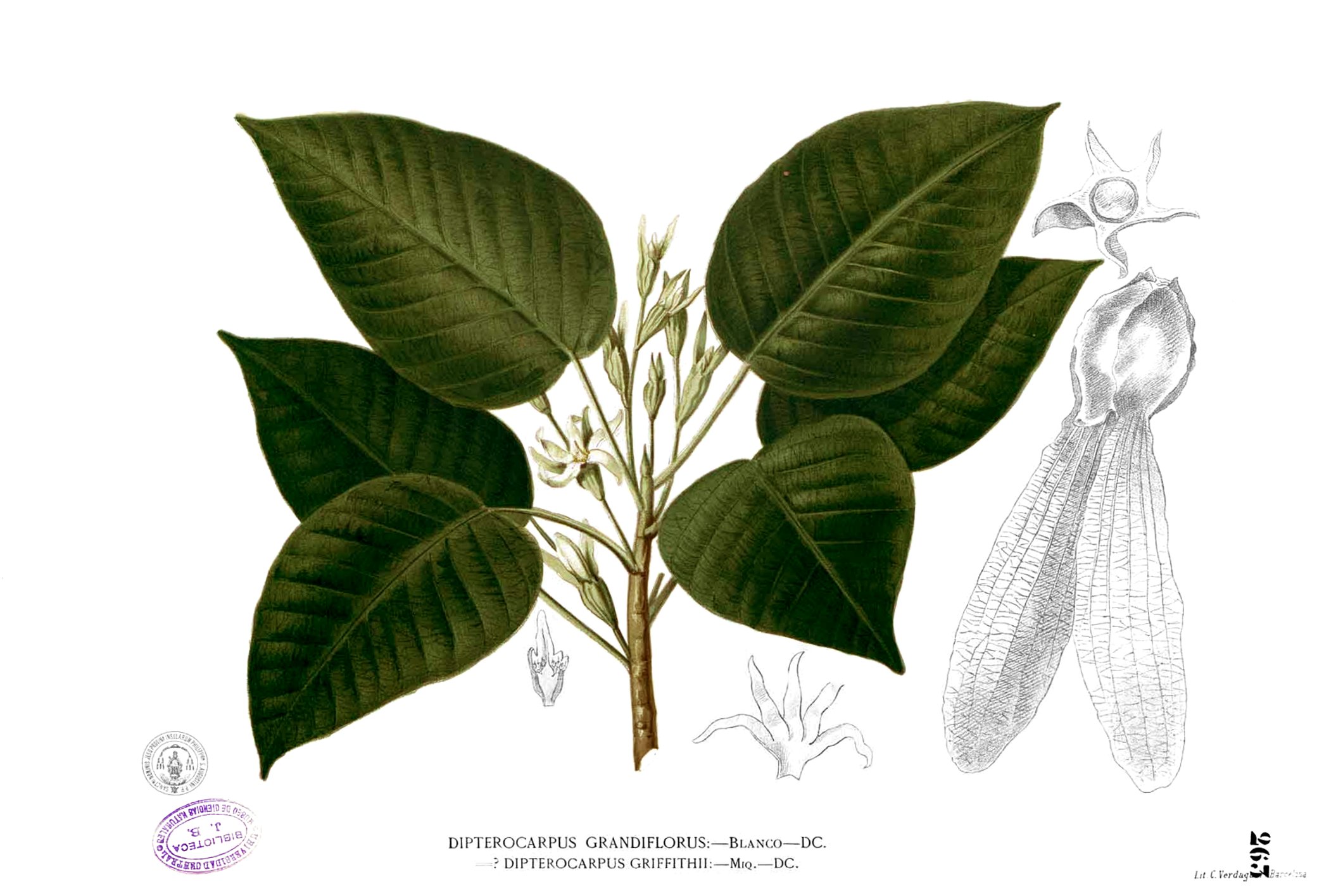 Dipterocarpus grandiflorus Blanco2.263
