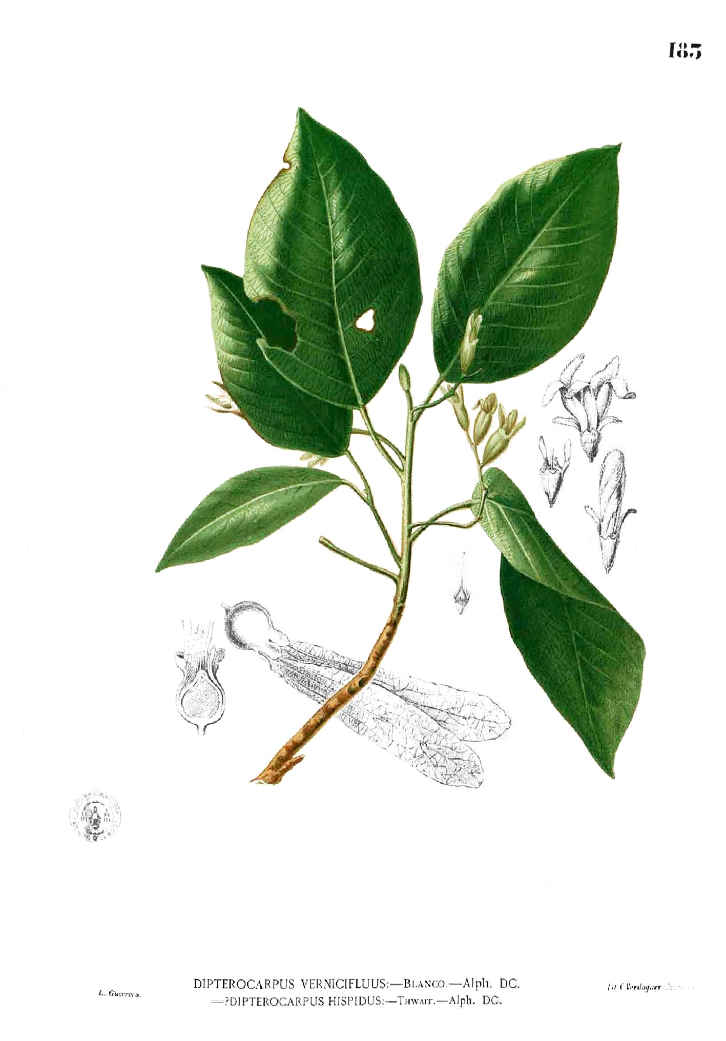 Dipterocarpus vernicifluus Blanco1.183