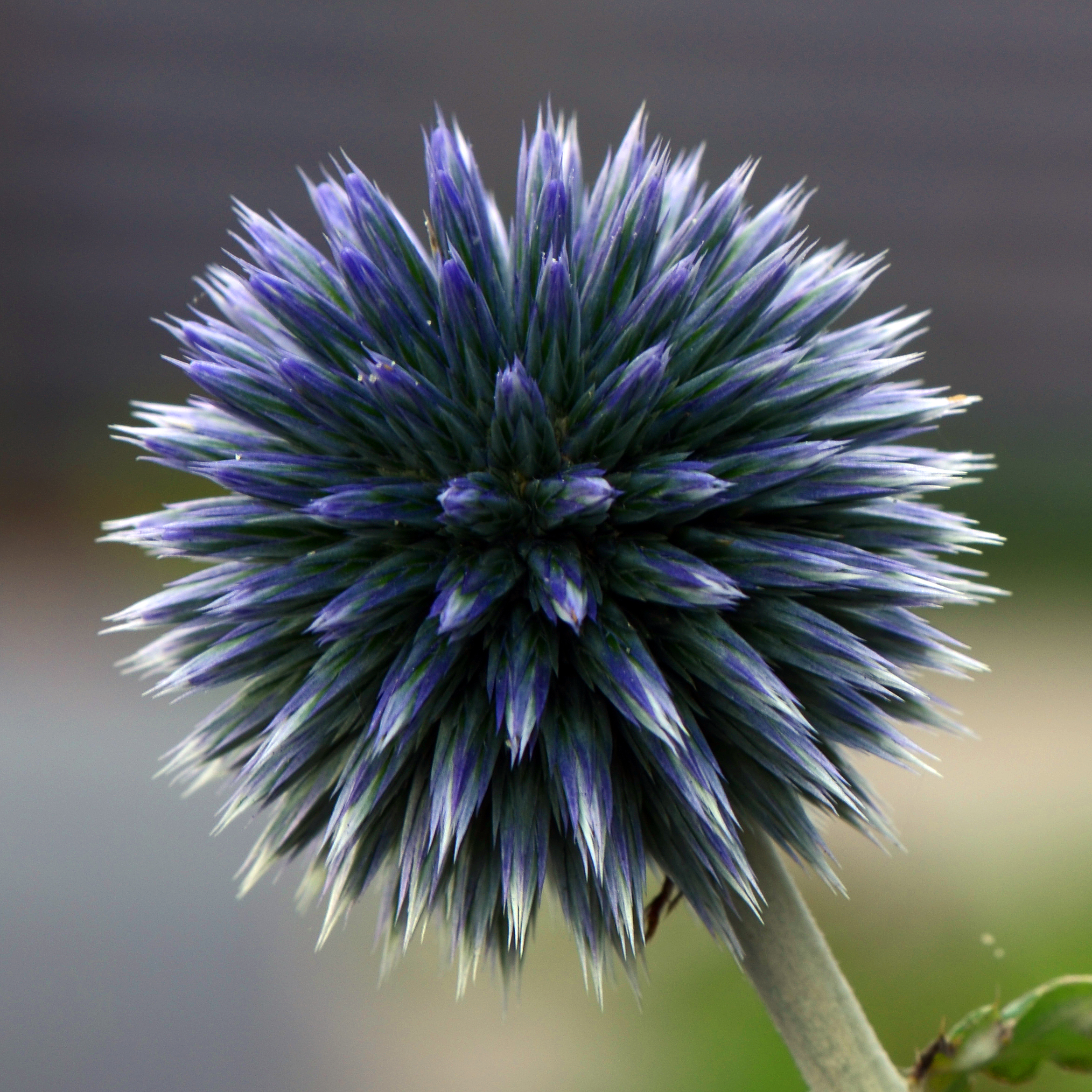 Distel (9472123529)