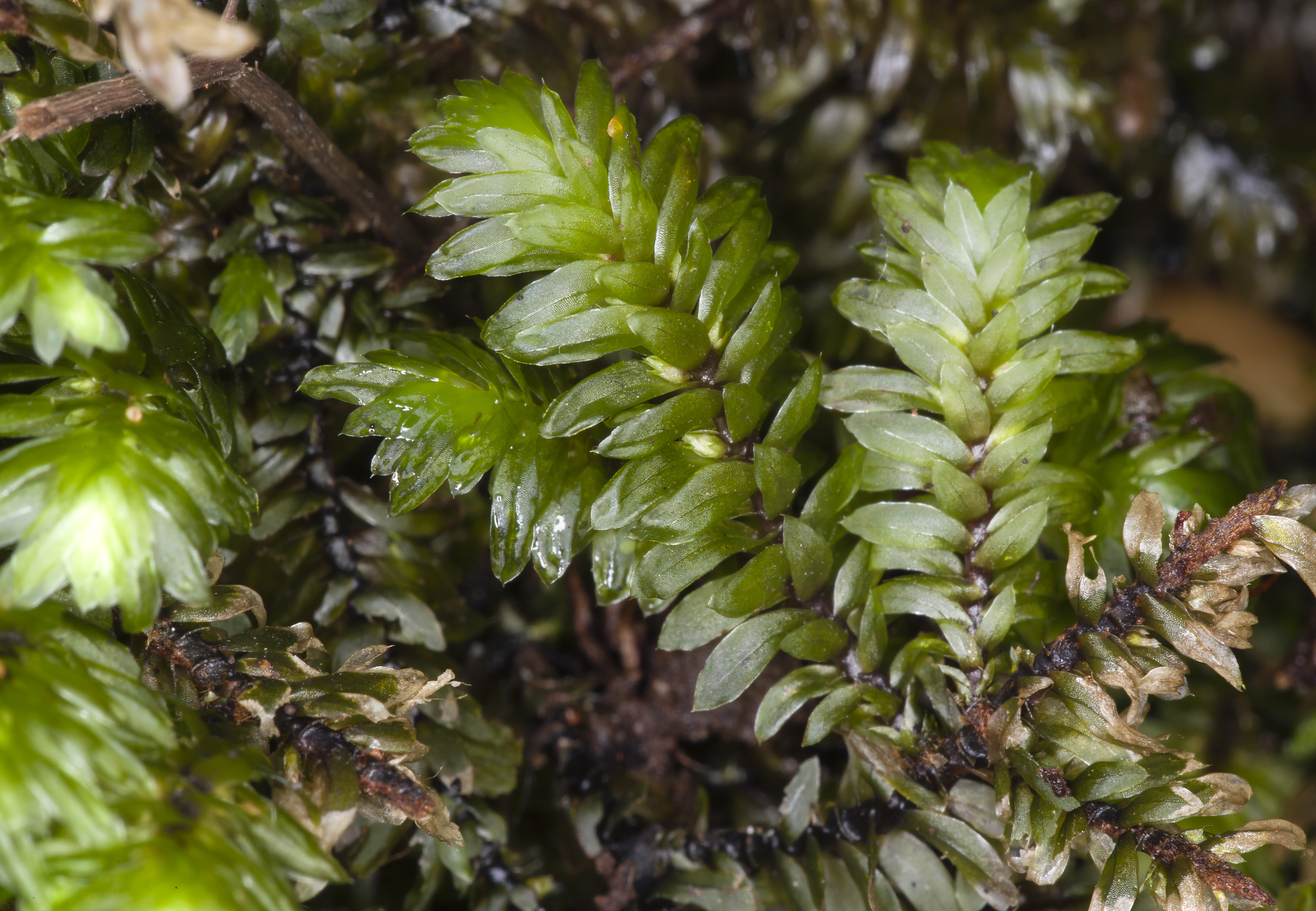 Distichophyllum freycinetii (7159170754)