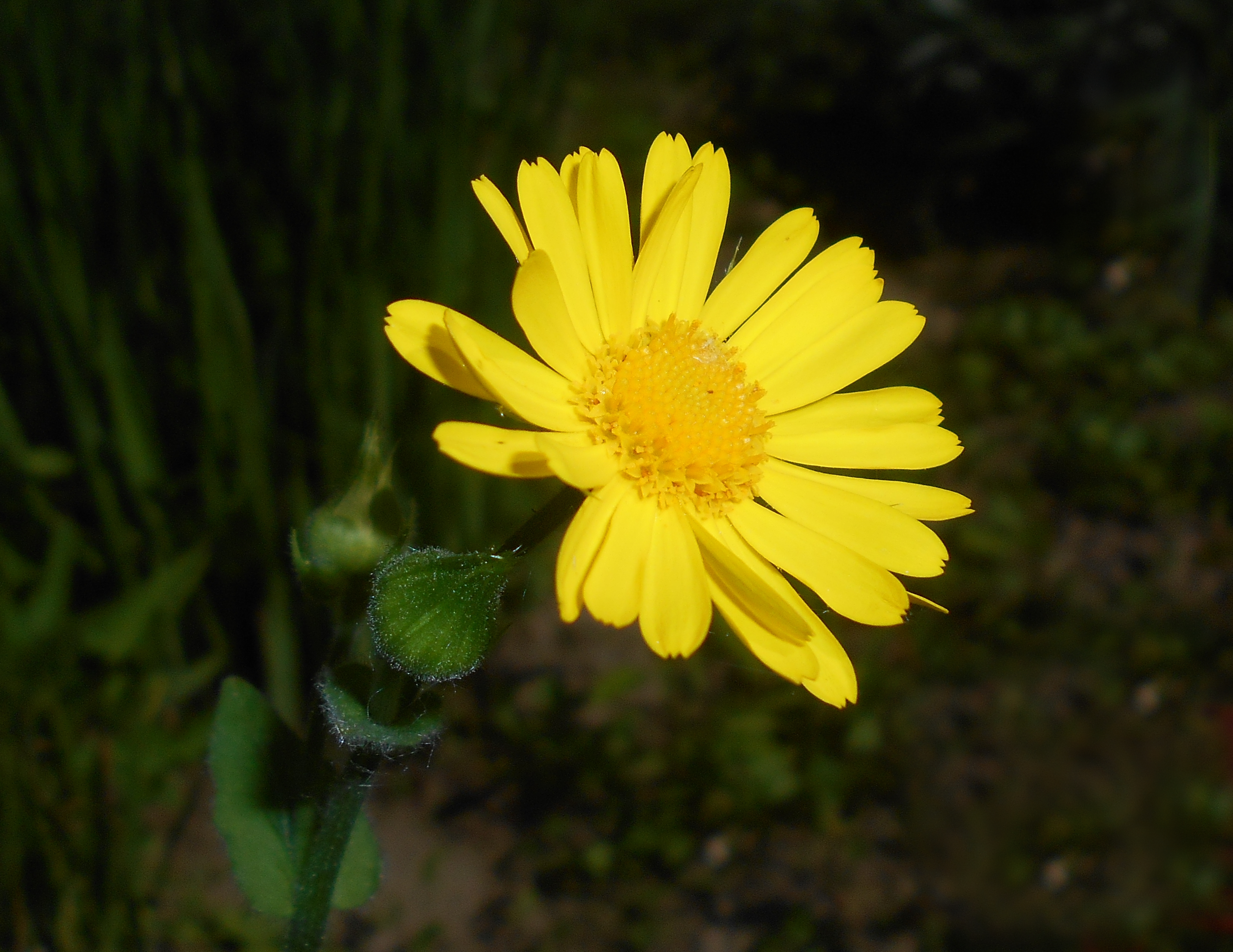 Doronicum pardalianches 2016-05-09 9943