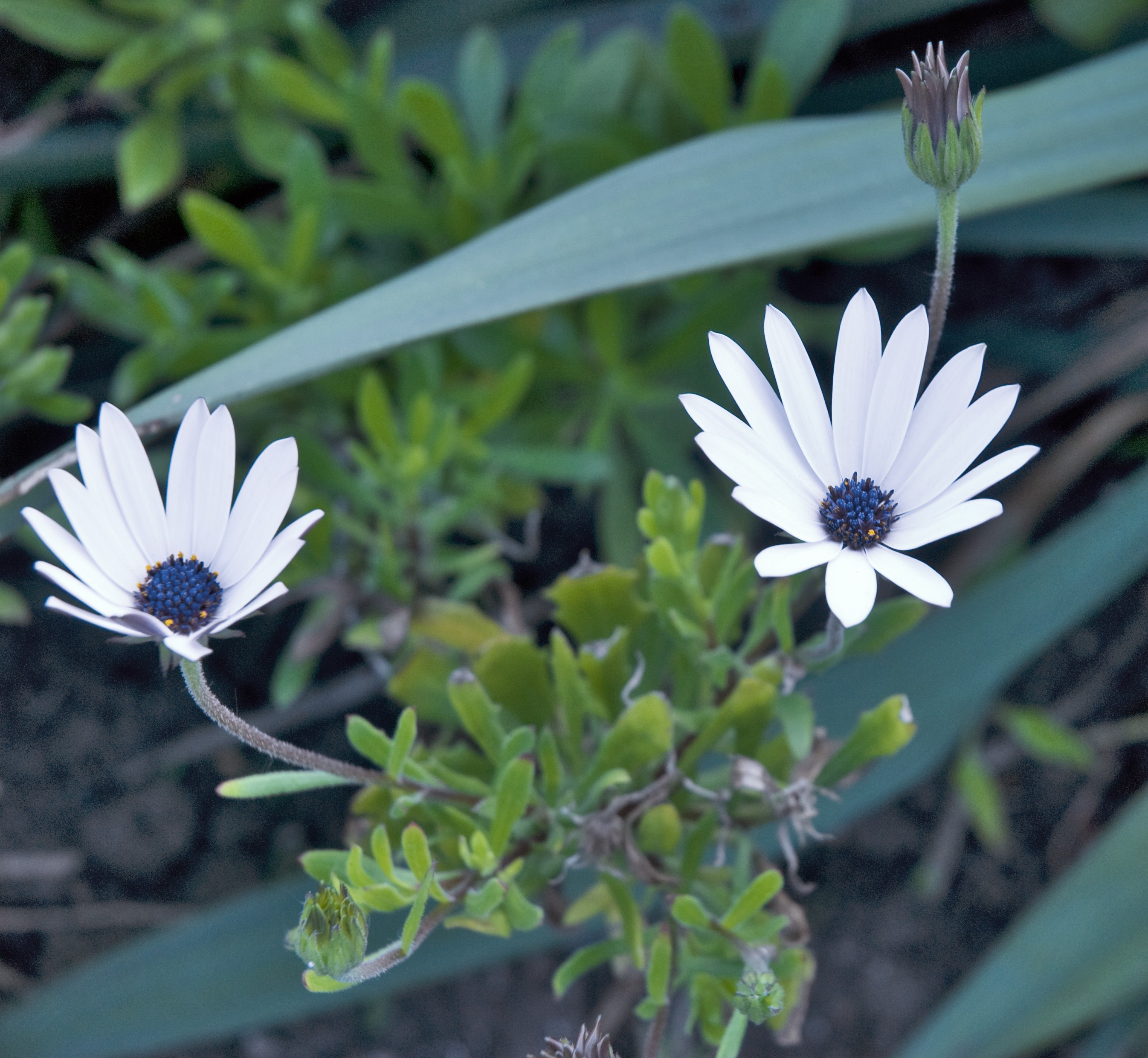 Double beauty (5372443328)