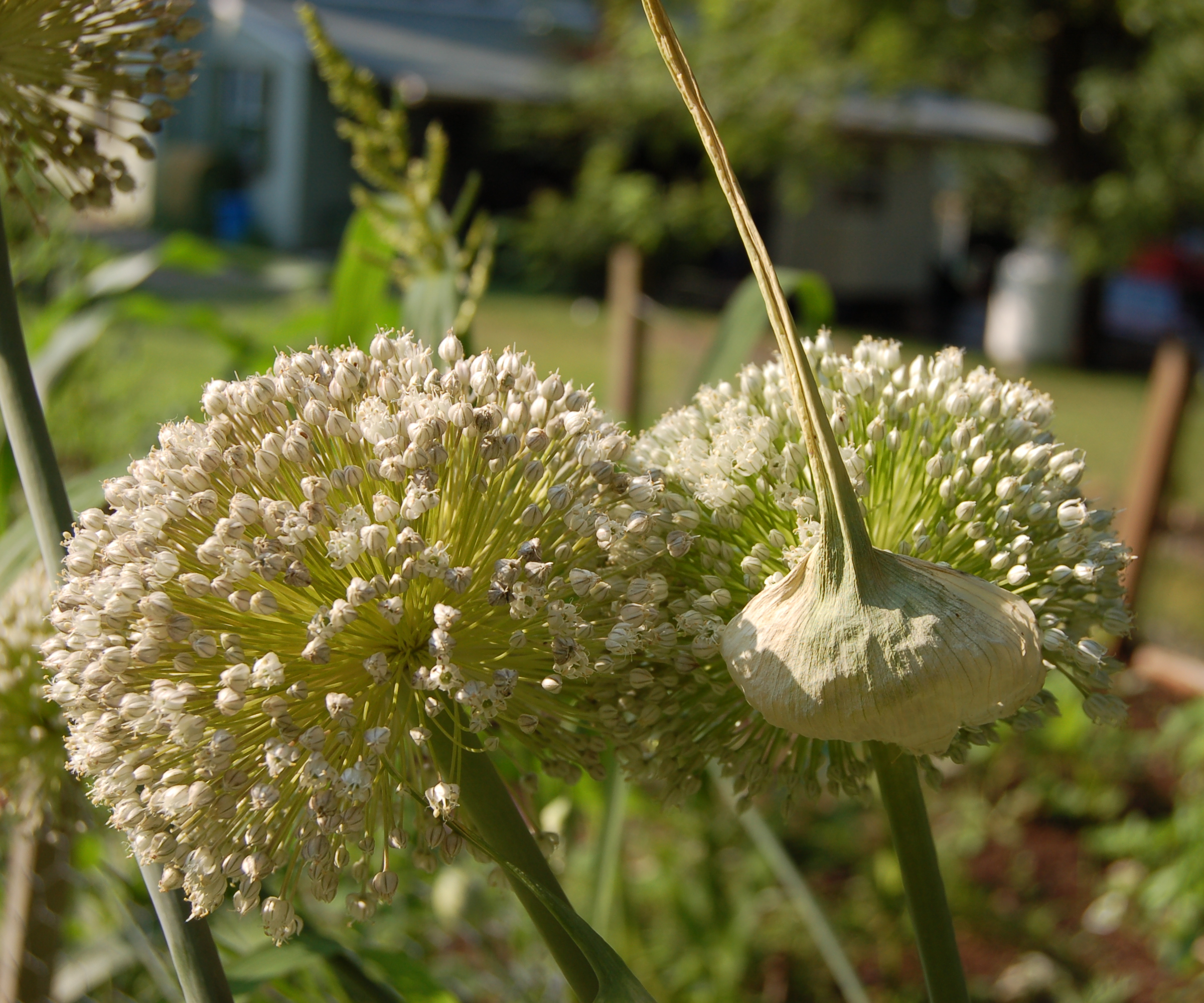 Double Leek Flower Head 2400px