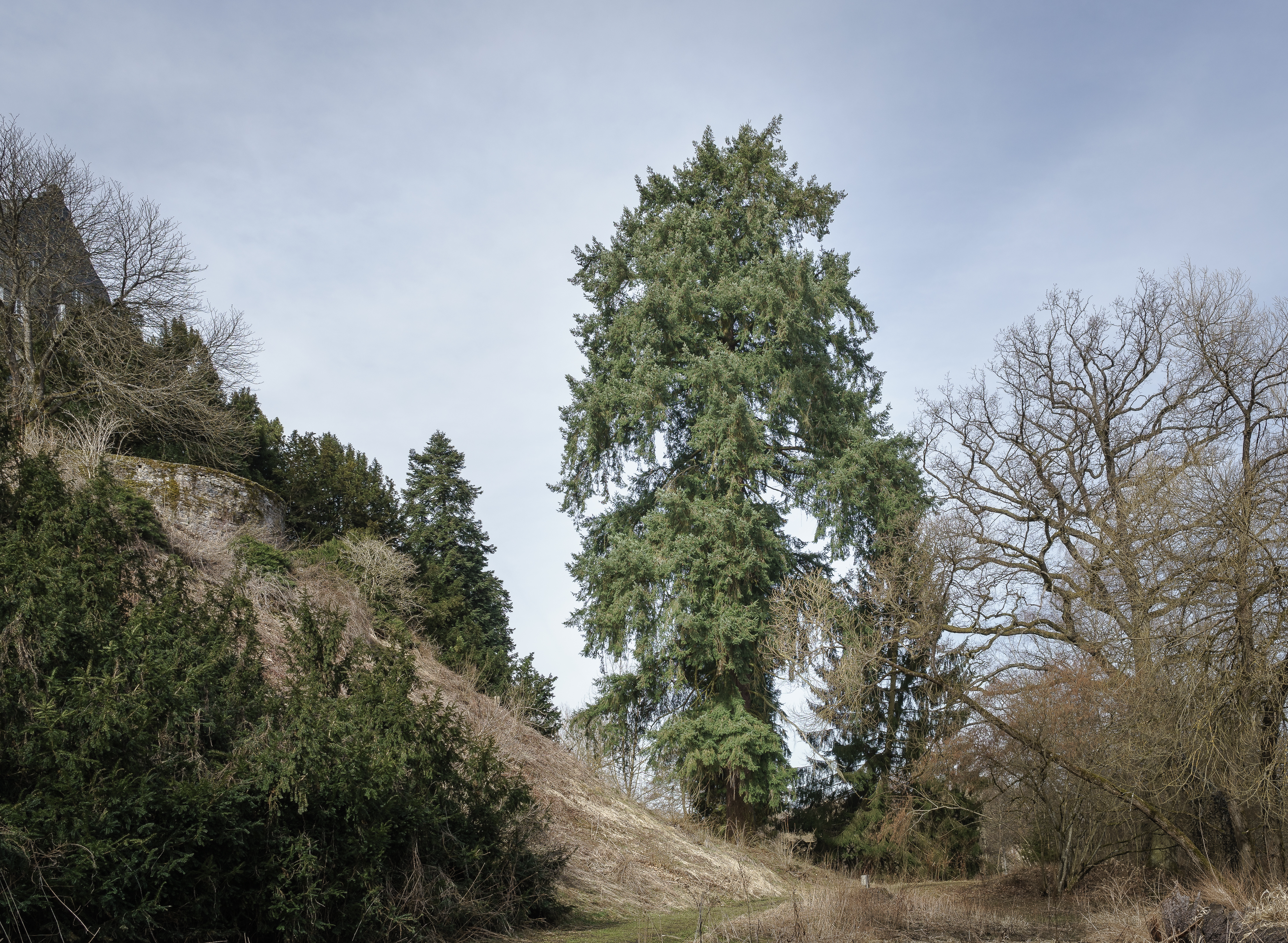 Douglasie (Pseudotsuga menziesii)