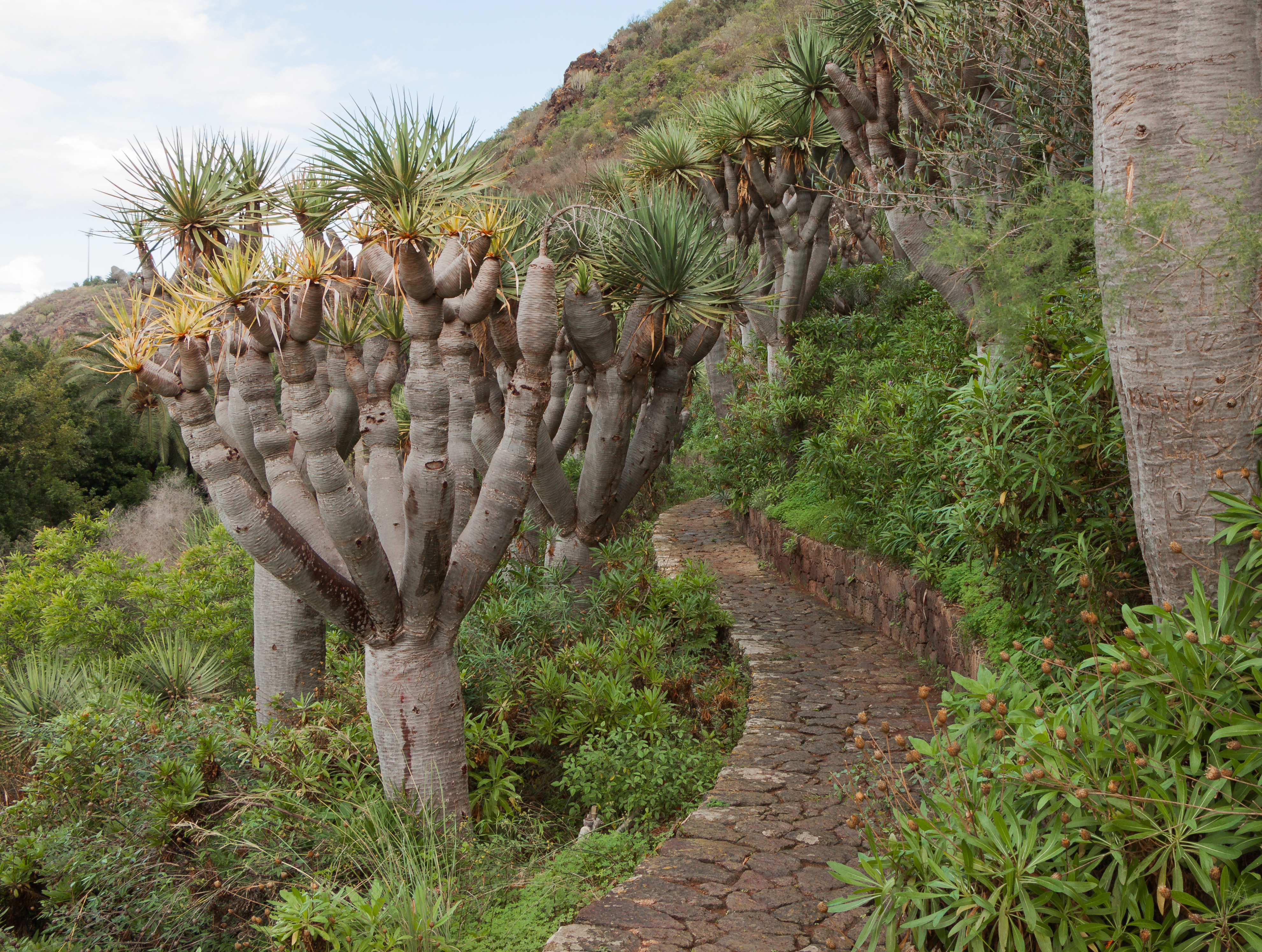 Dracaena draco - Jardín Botánico Canario Viera y Clavijo - Gran Canaria - 01