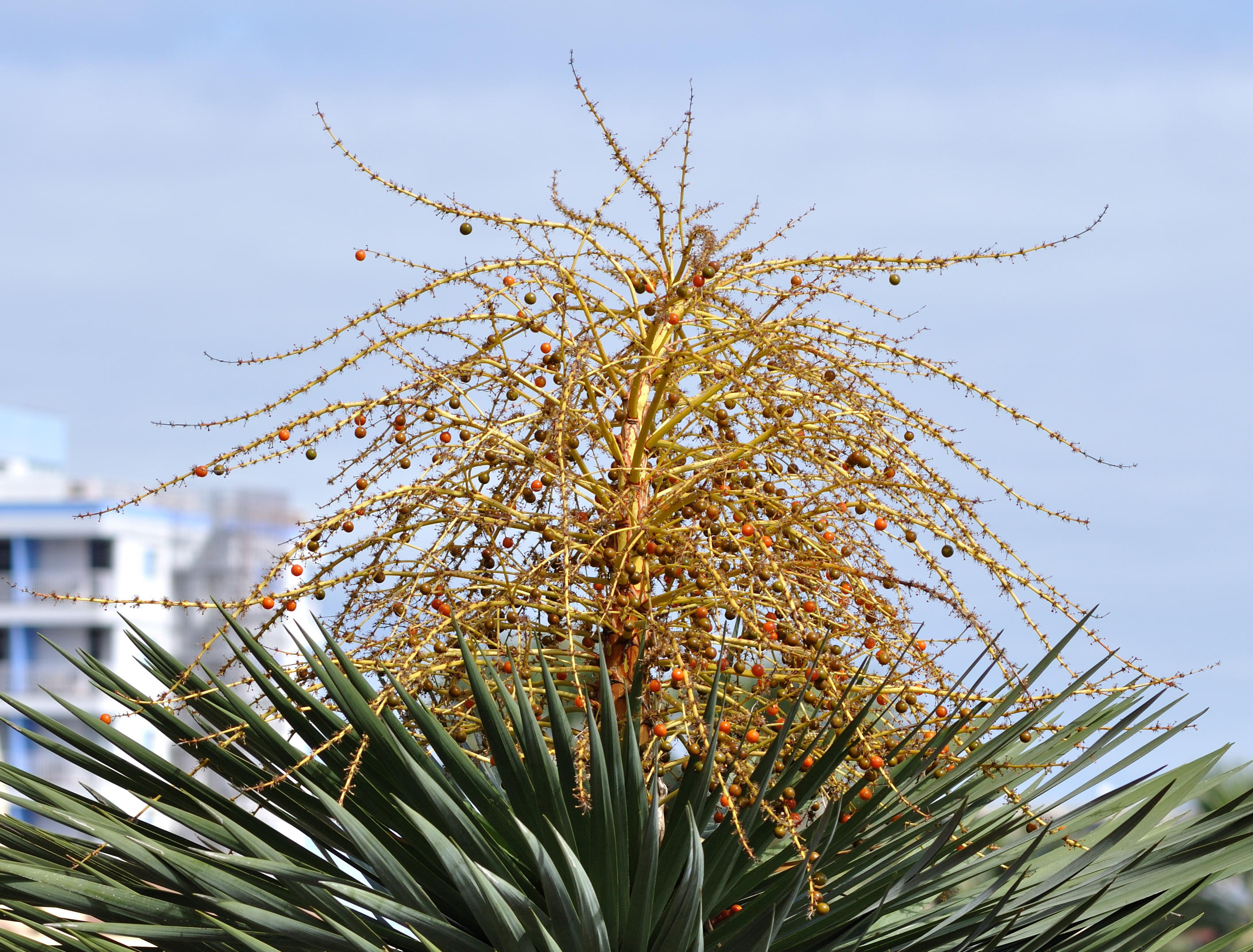 Dracaena draco qtl1