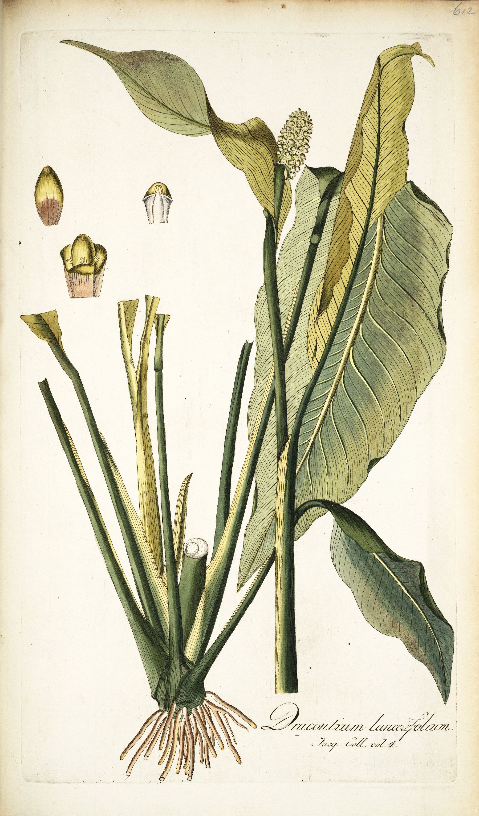 Dracontium lanceaefolium Jacquin