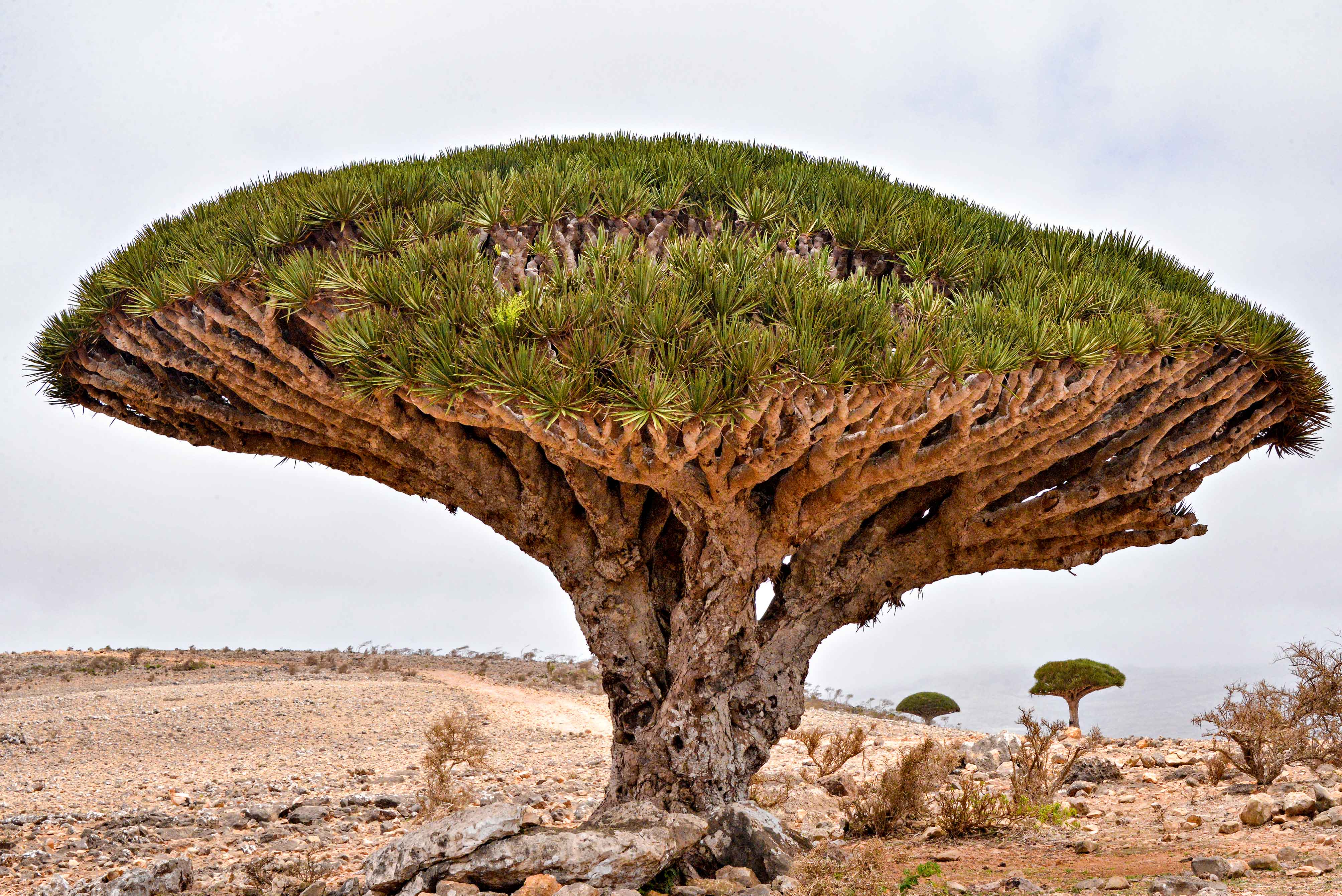 Dragon's Blood Tree (31104074782)