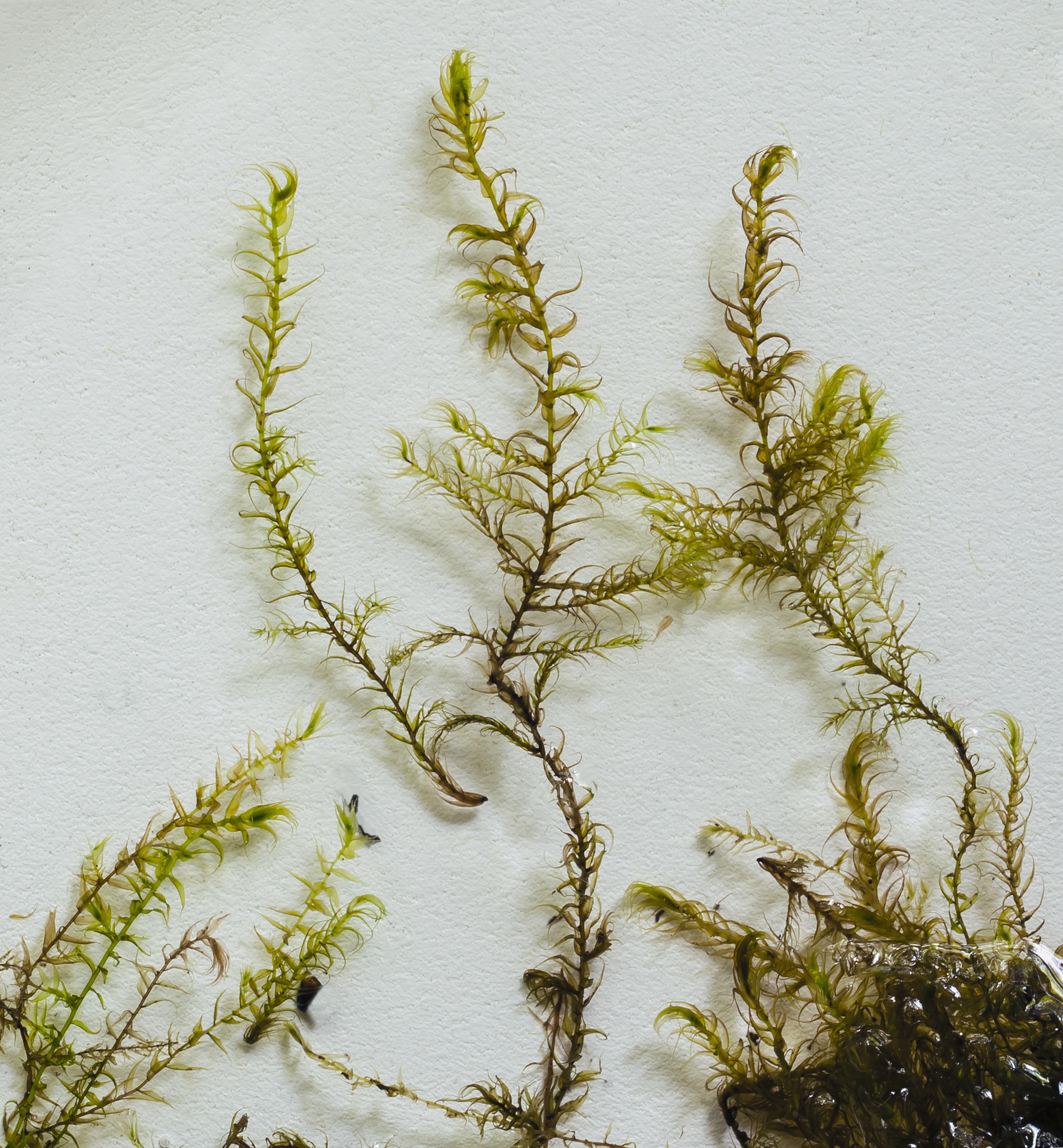 Drepanocladus longifolius (long-leaved hook moss) (7409066072)