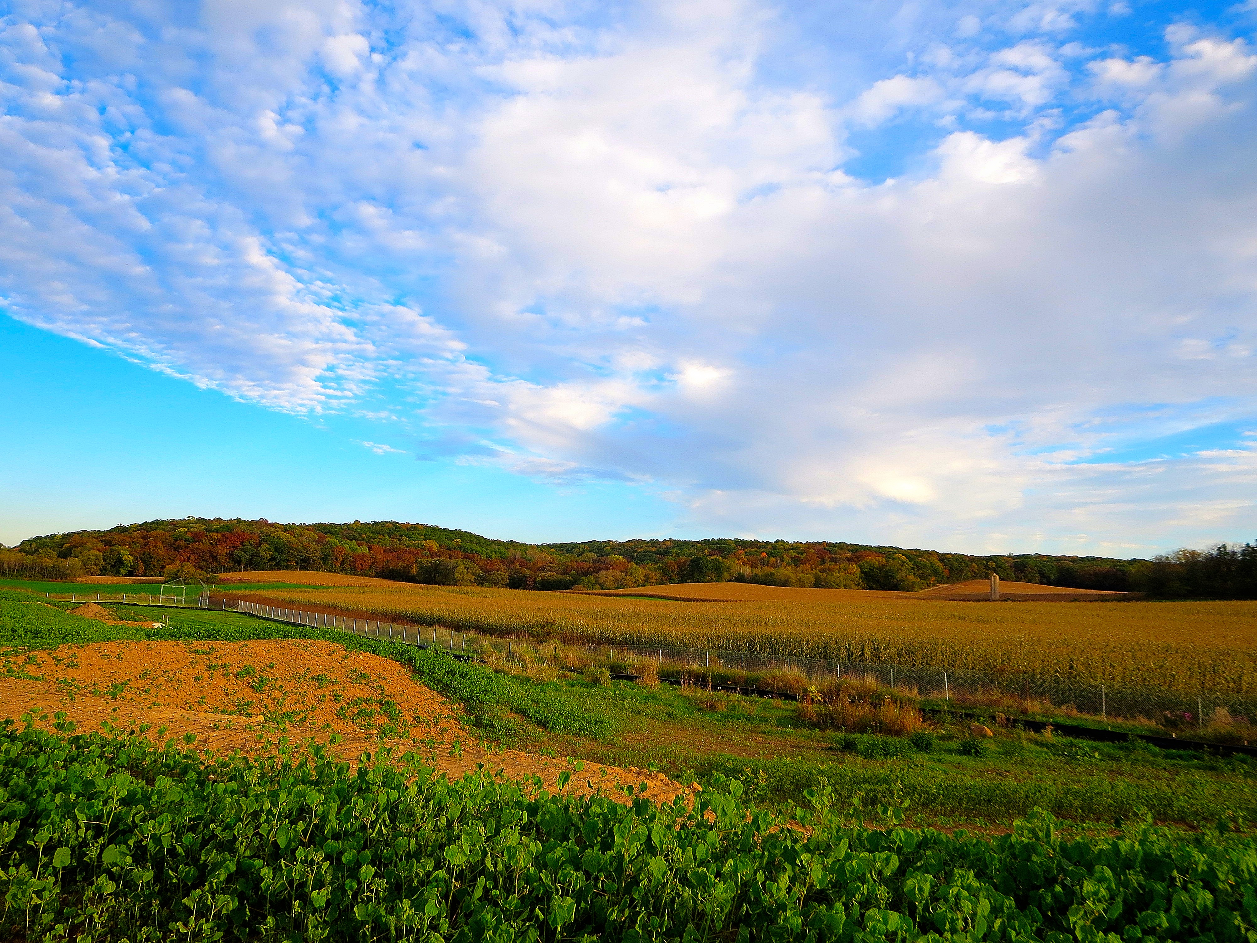 Driftless Area - panoramio (24)