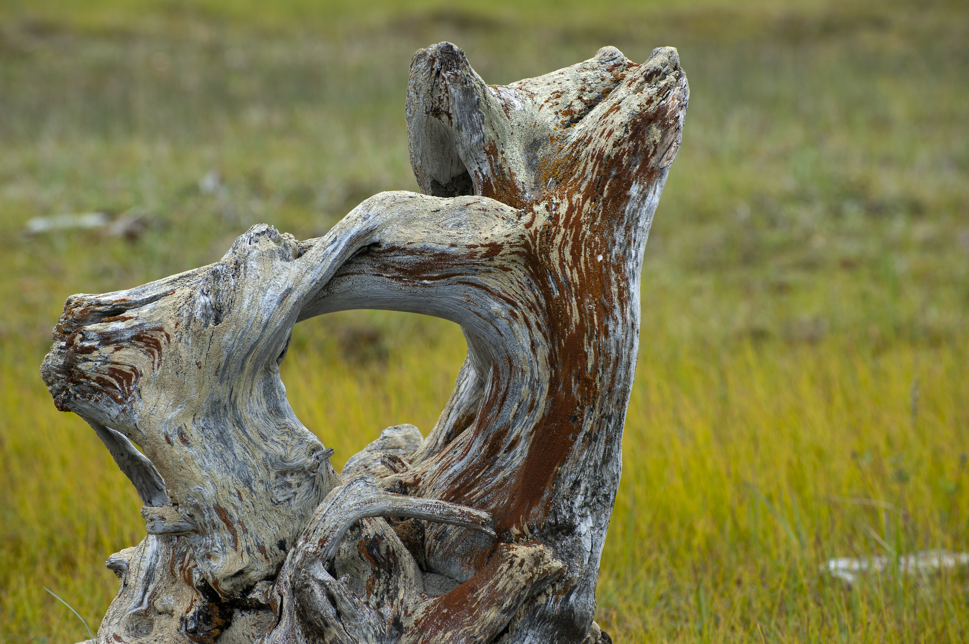 Driftwood (8029752712)