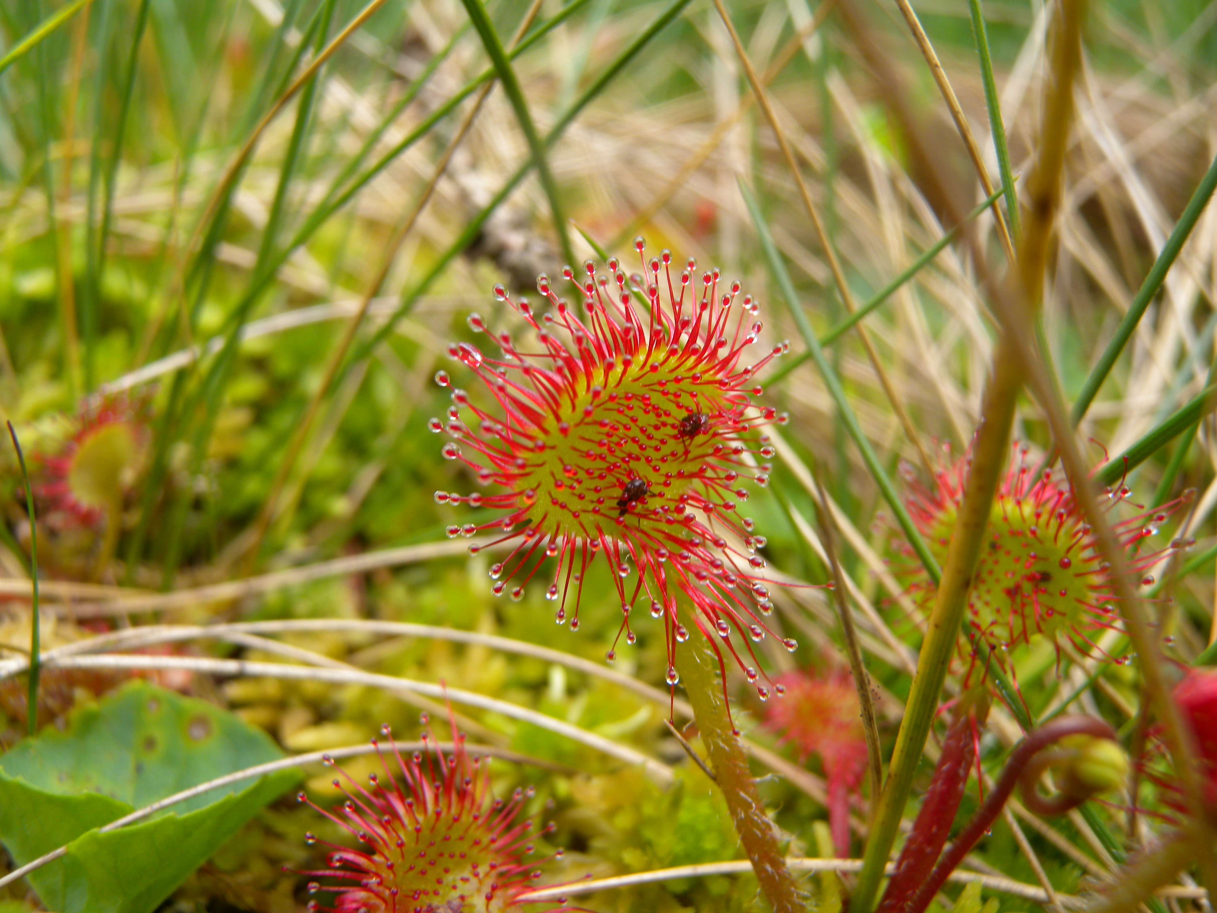 Drosera rotundifolia leaves3