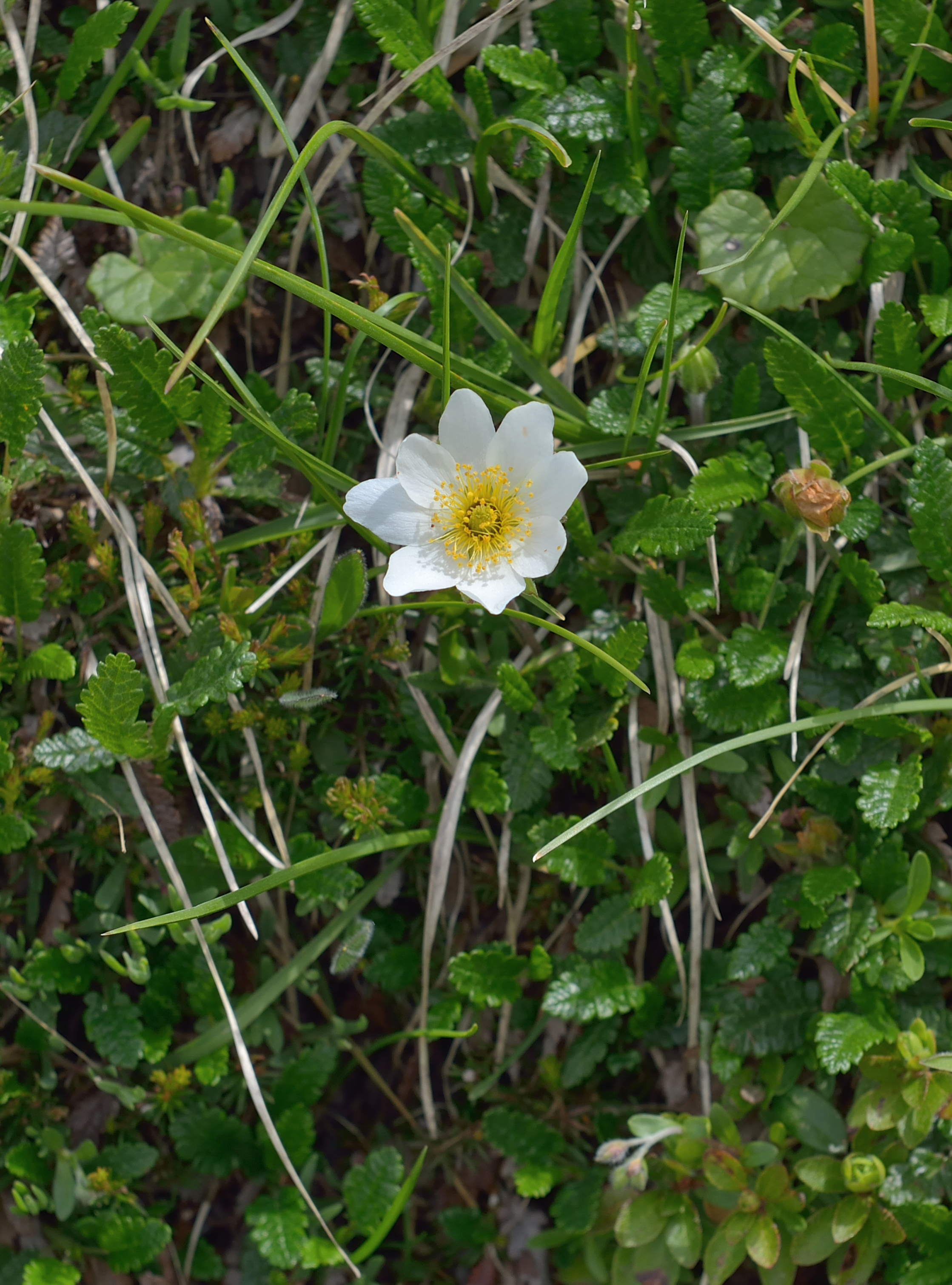 Dryas octopetala Dantersasc