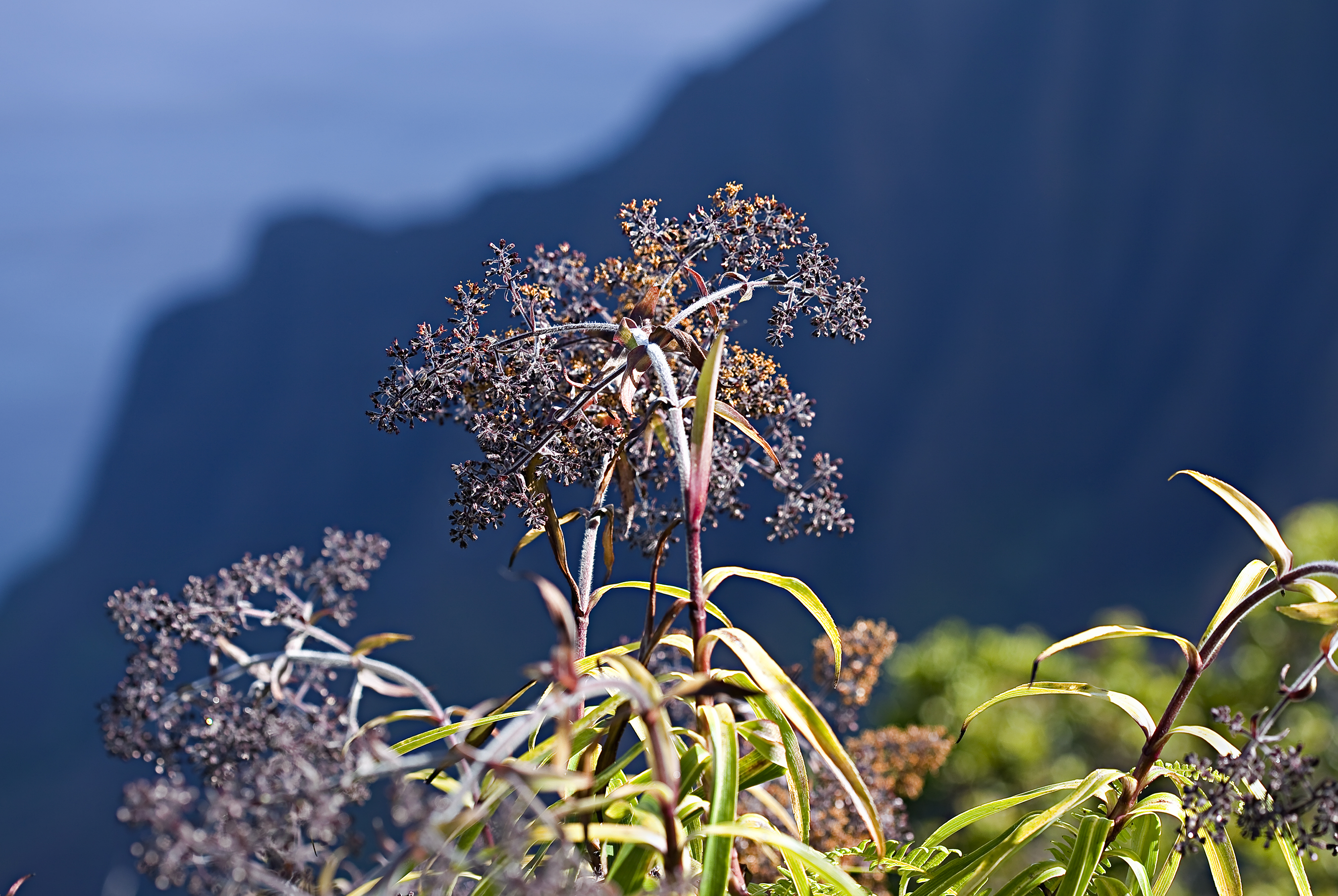Dubautia microcephala (Kauai dubautia) (5156907358)
