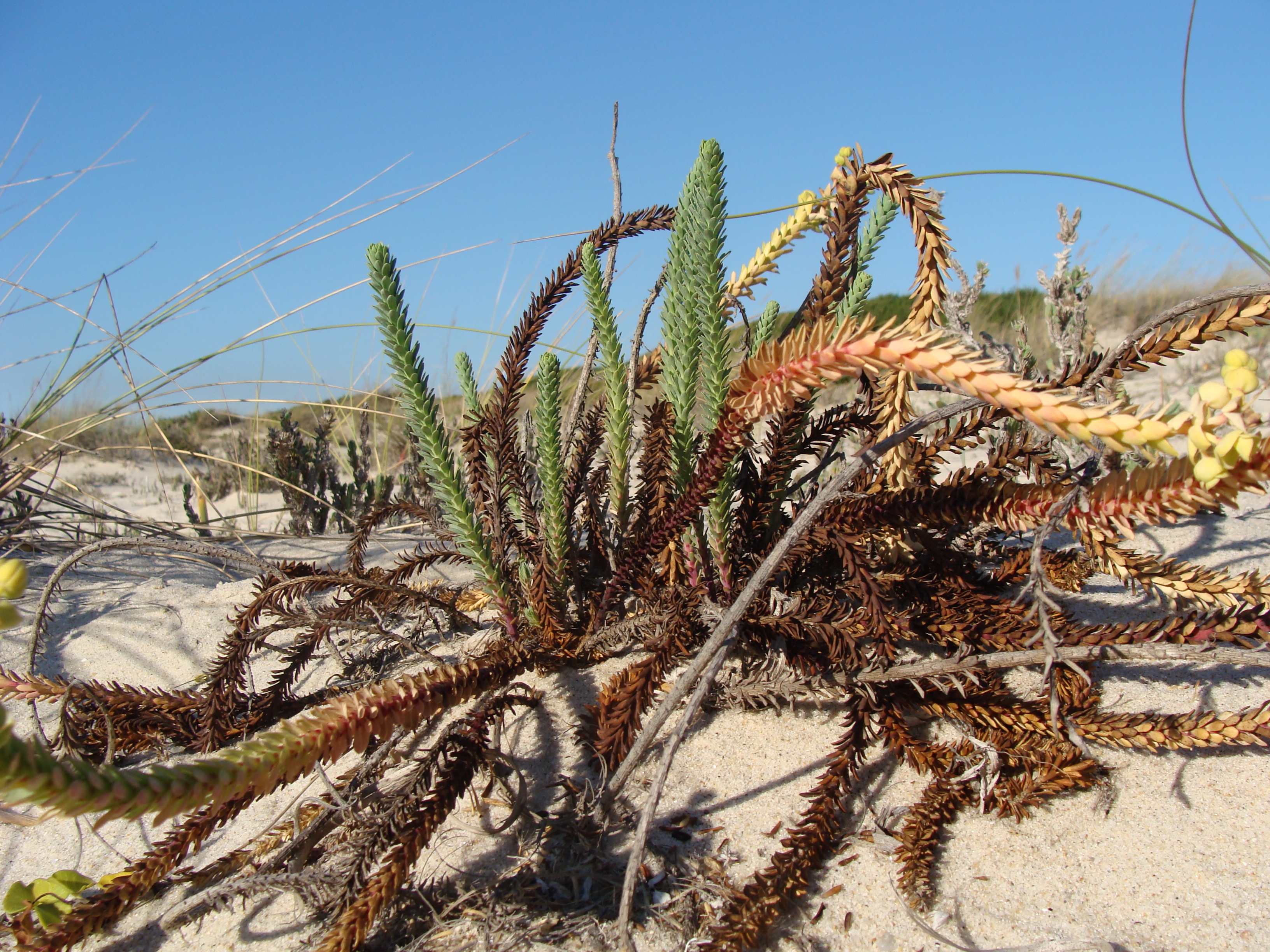 Dunas de São Jacinto, Nature Reserve (8089853184)