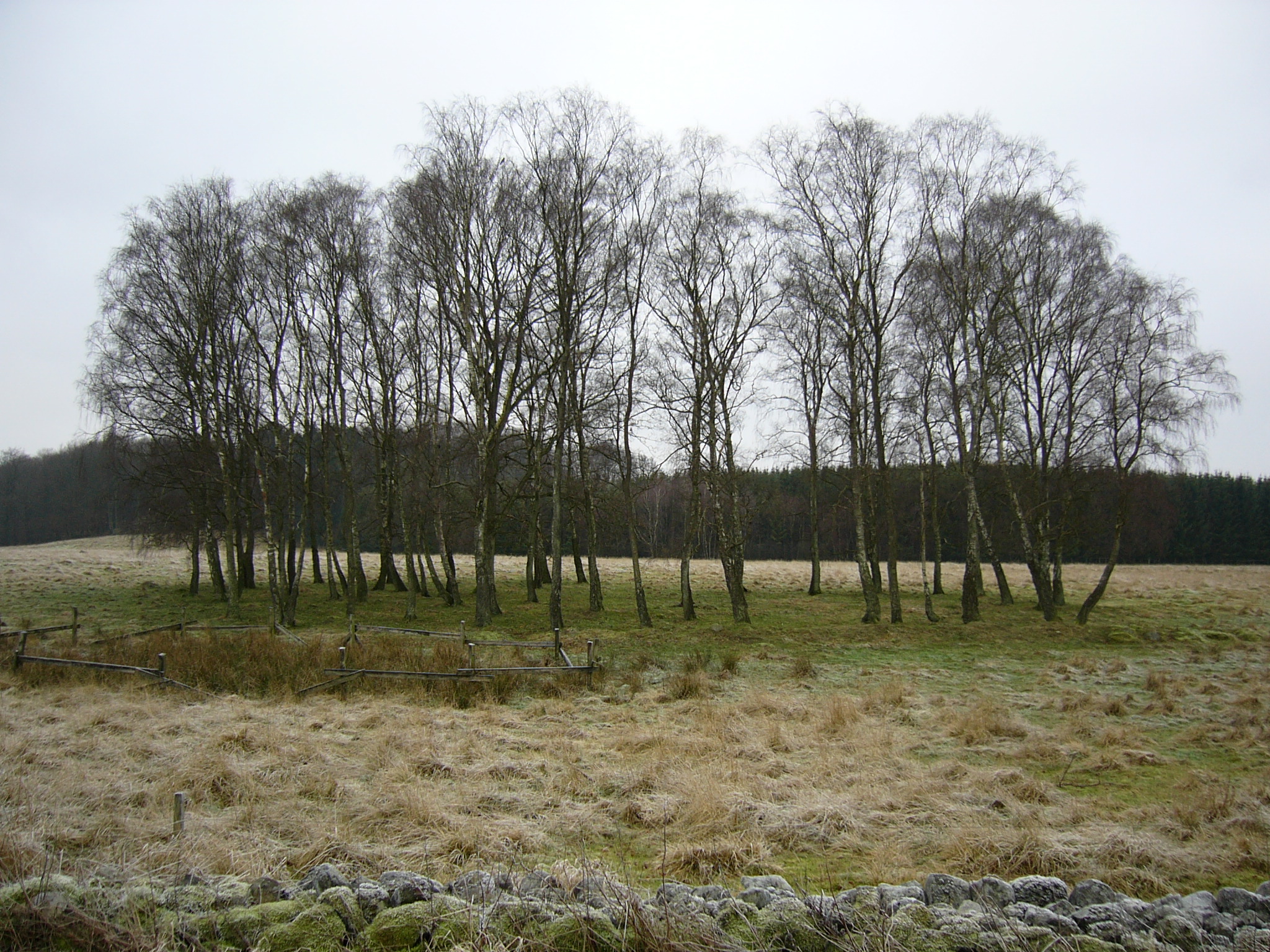 Dunge i Skåne