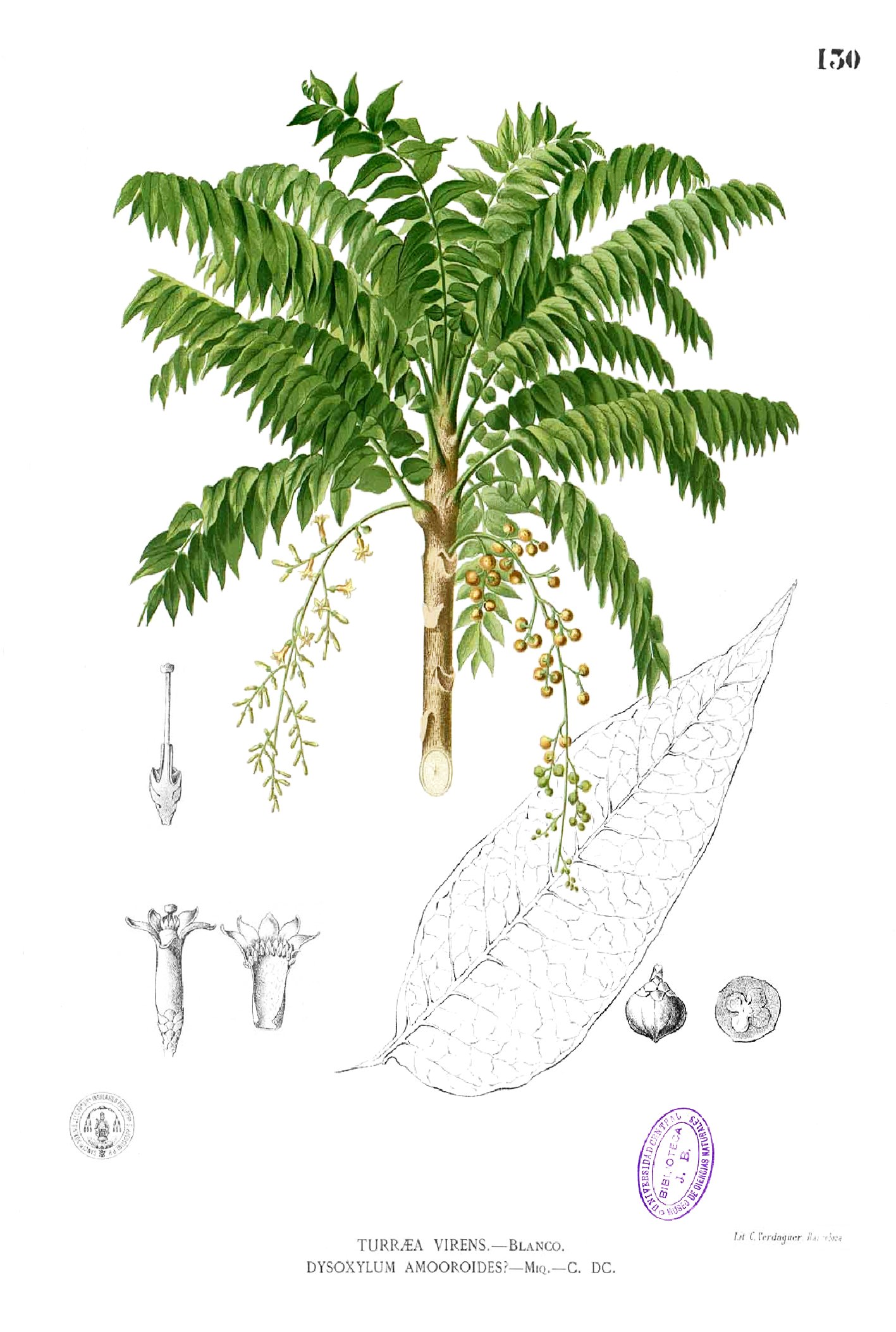Dysoxylum blancoi Blanco1.130