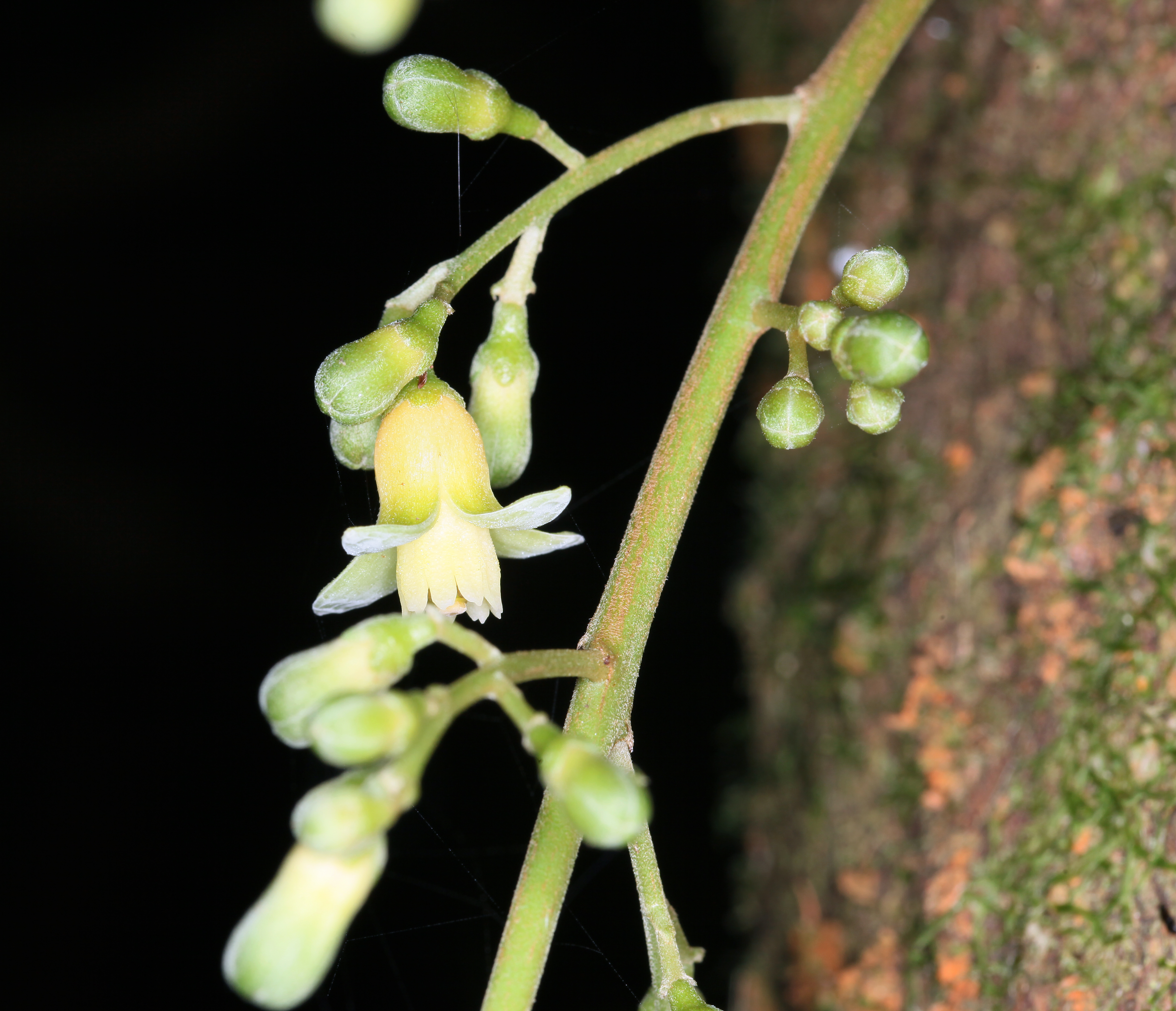 Dysoxylum pachyphyllum (8981402889)
