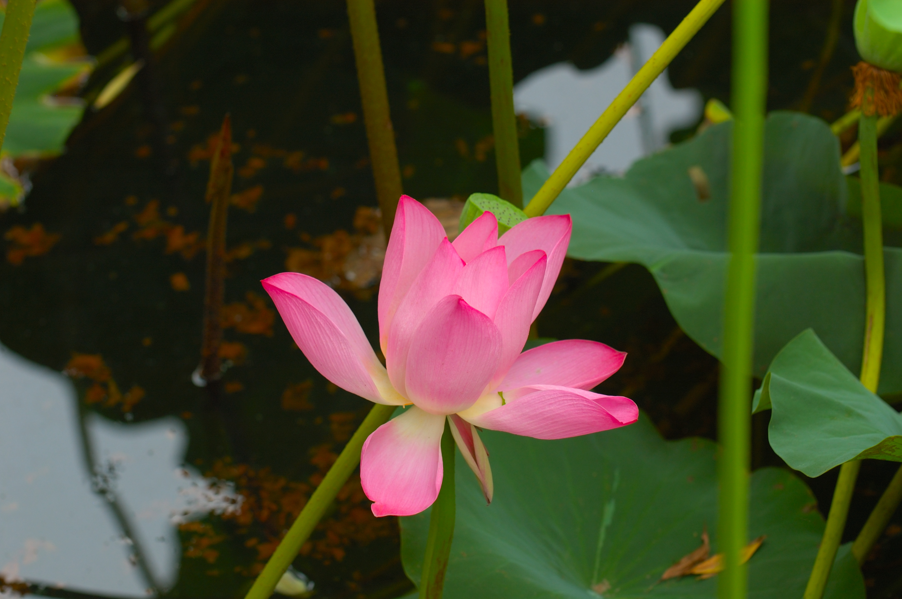 荷花