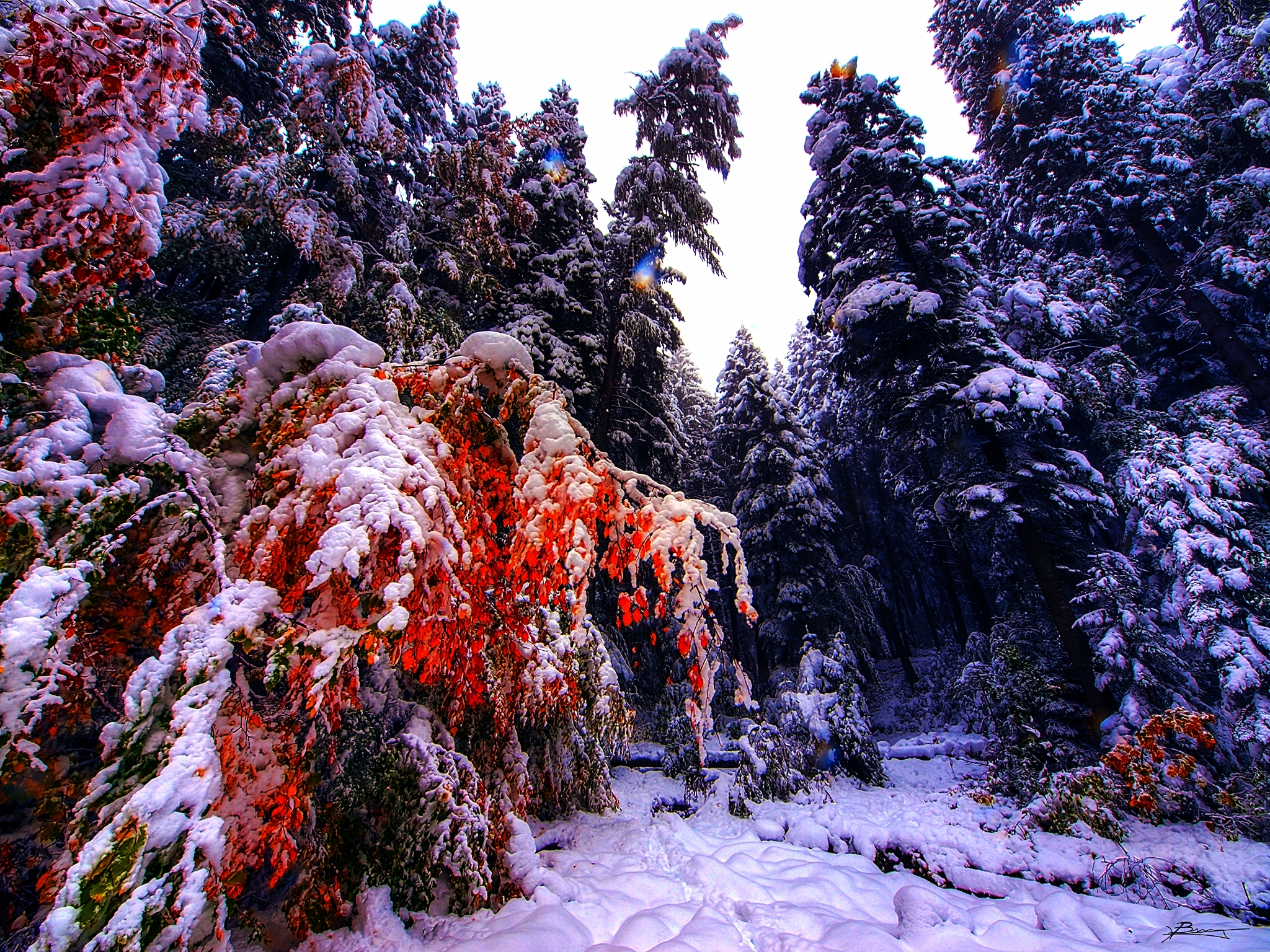 Early winter (8810235201)