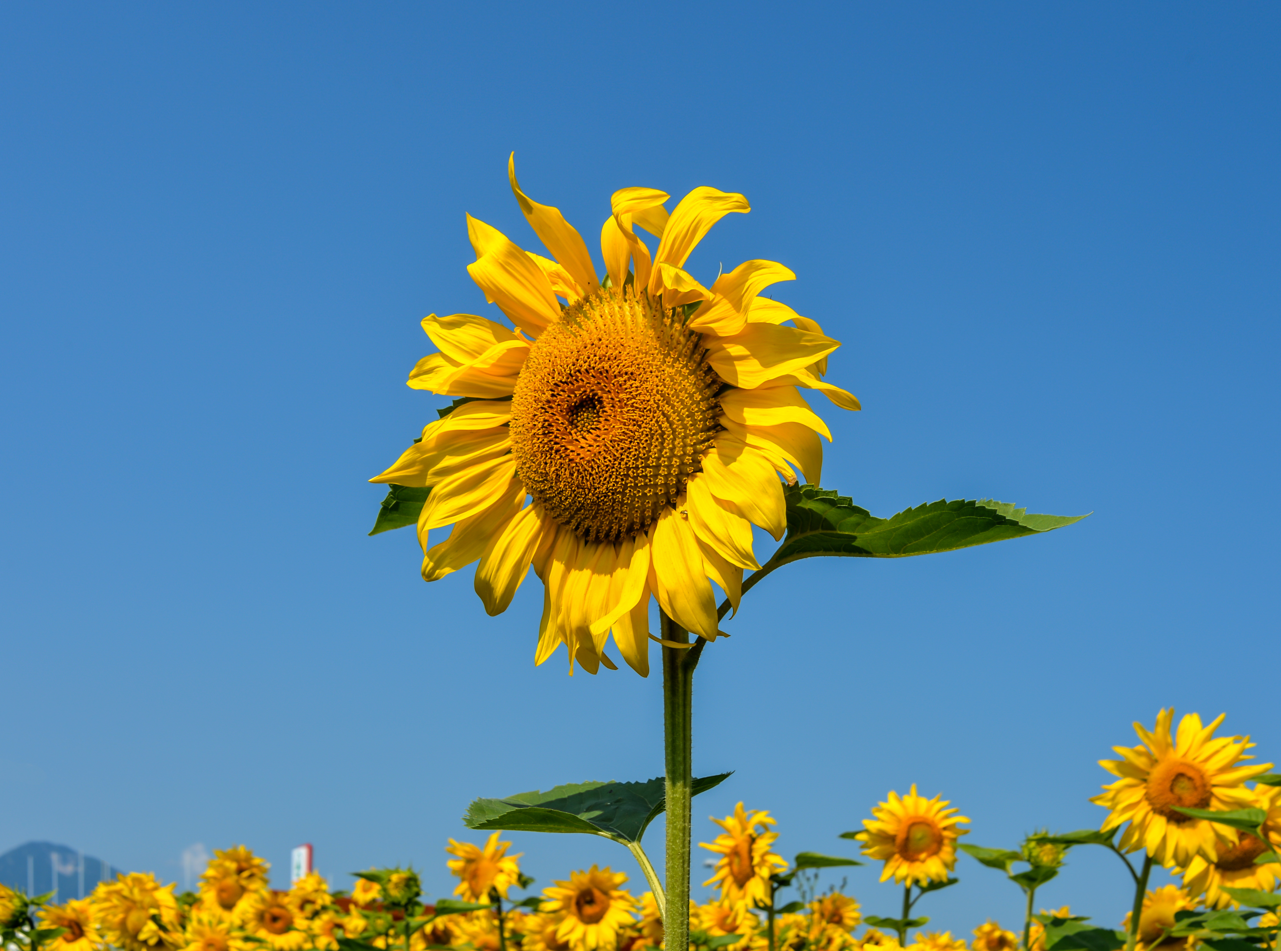 Eberndorf Köcking Sonnenblumenfeld Biohof Tomic 18072014 0787