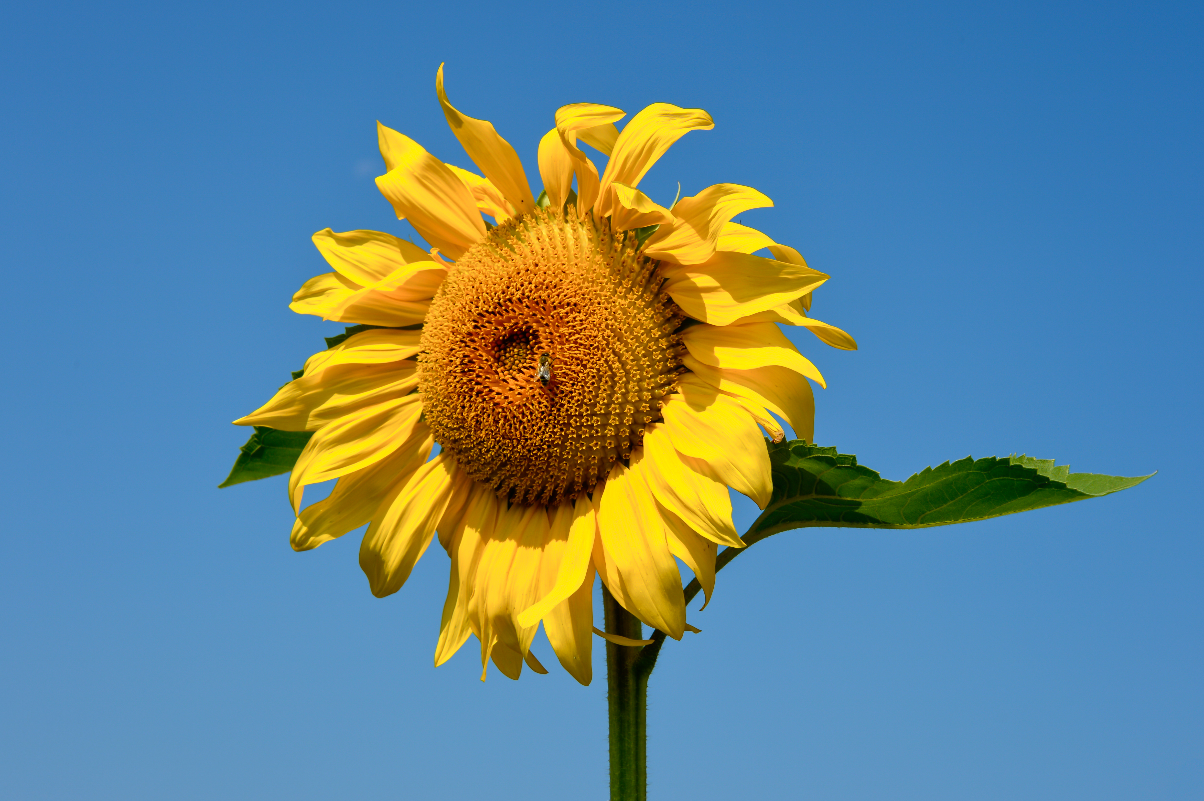 Eberndorf Köcking Sonnenblumenfeld Biohof Tomic 18072014 0792