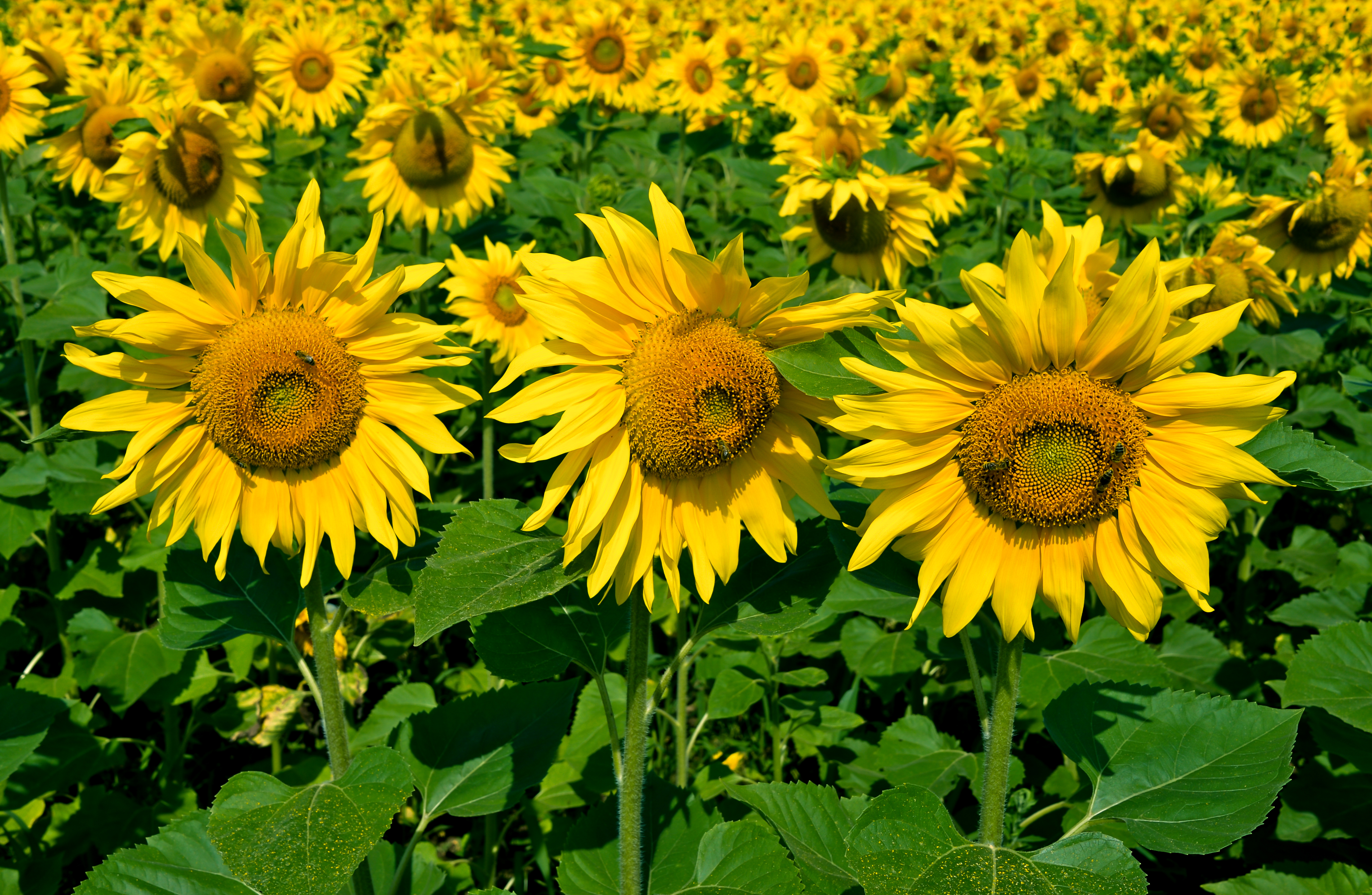 Eberndorf Köcking Sonnenblumenfeld Biohof Tomic 18072014 0795