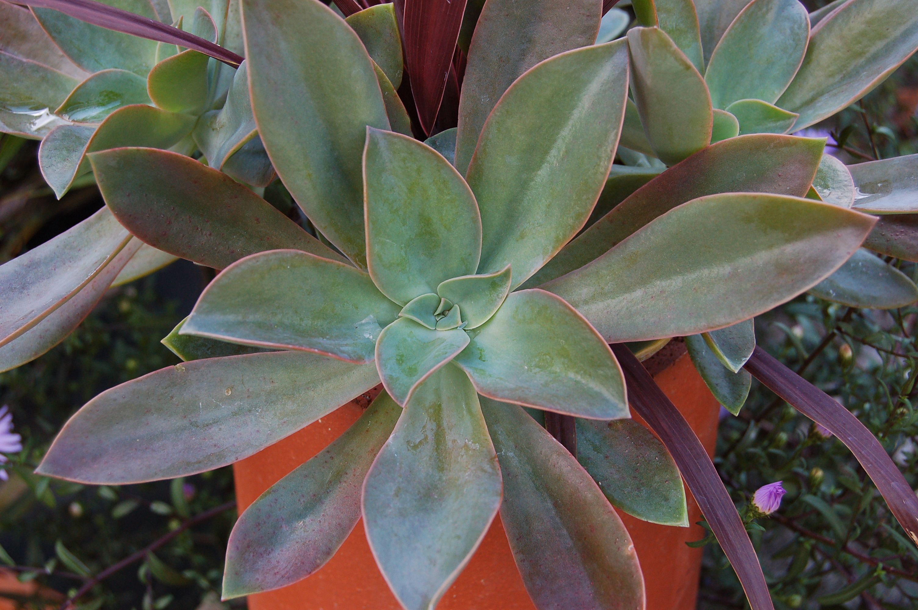 Echeveria 'Perle Von Nuremburg' Plant 3008px