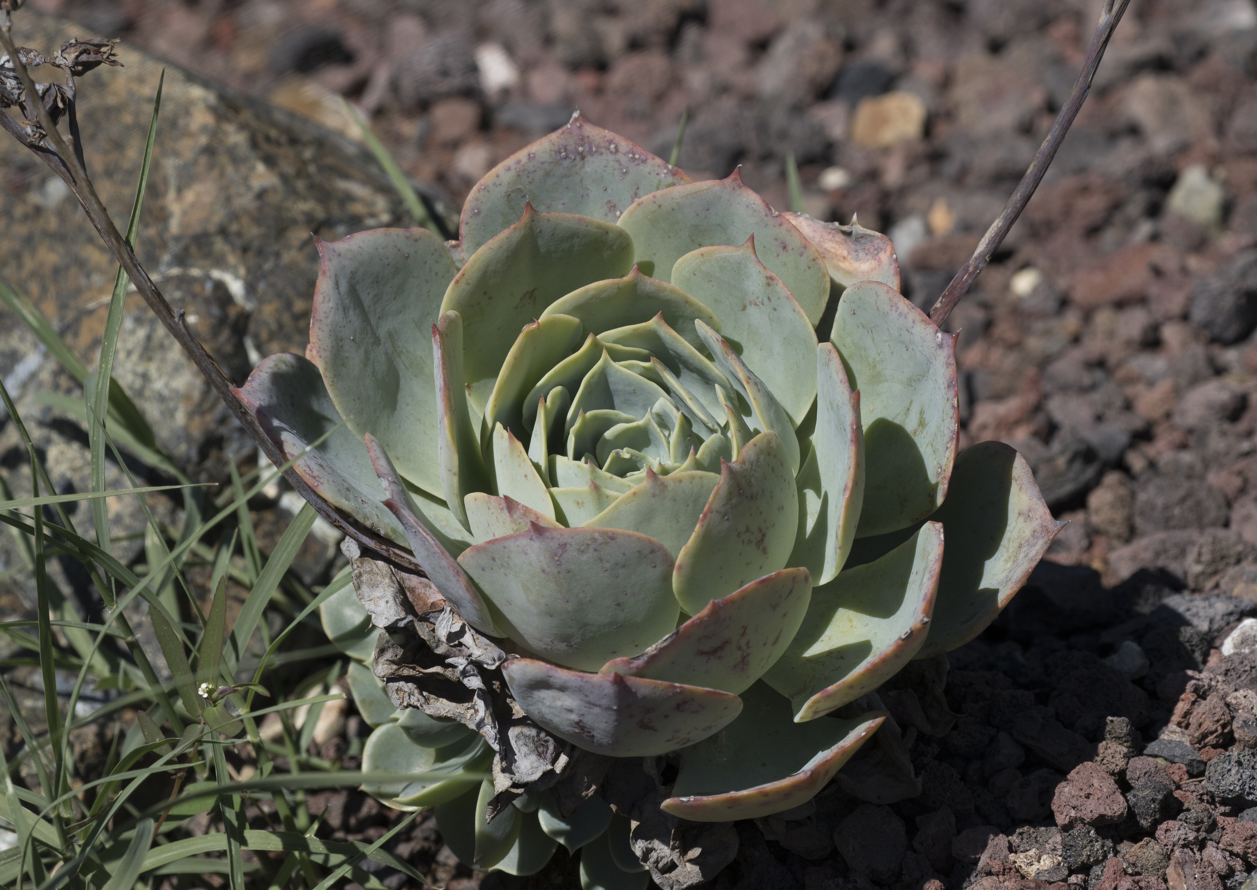 Echeveria elegans - Mexican Snowball 01-1