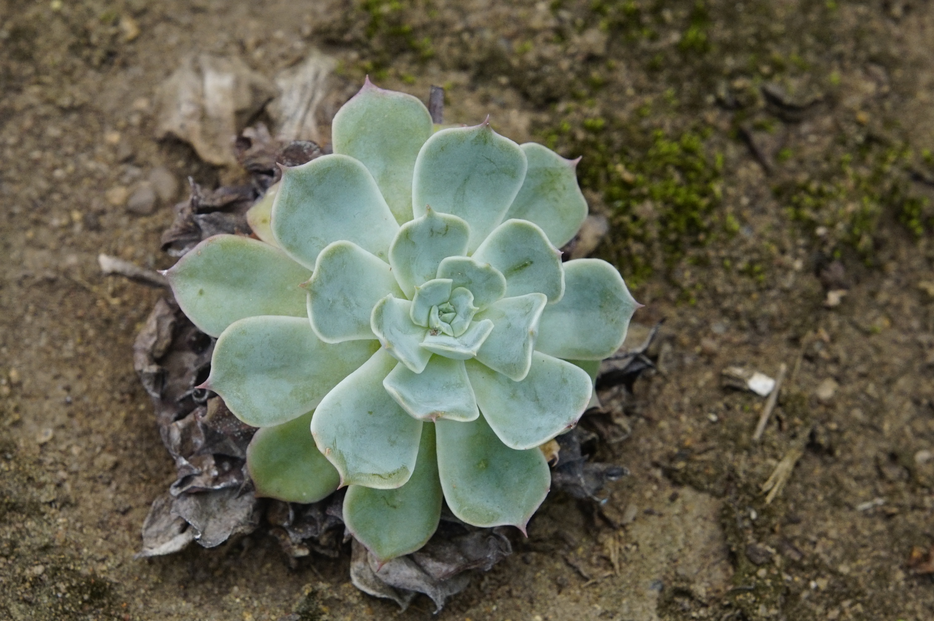 Echeveria secunda 8840
