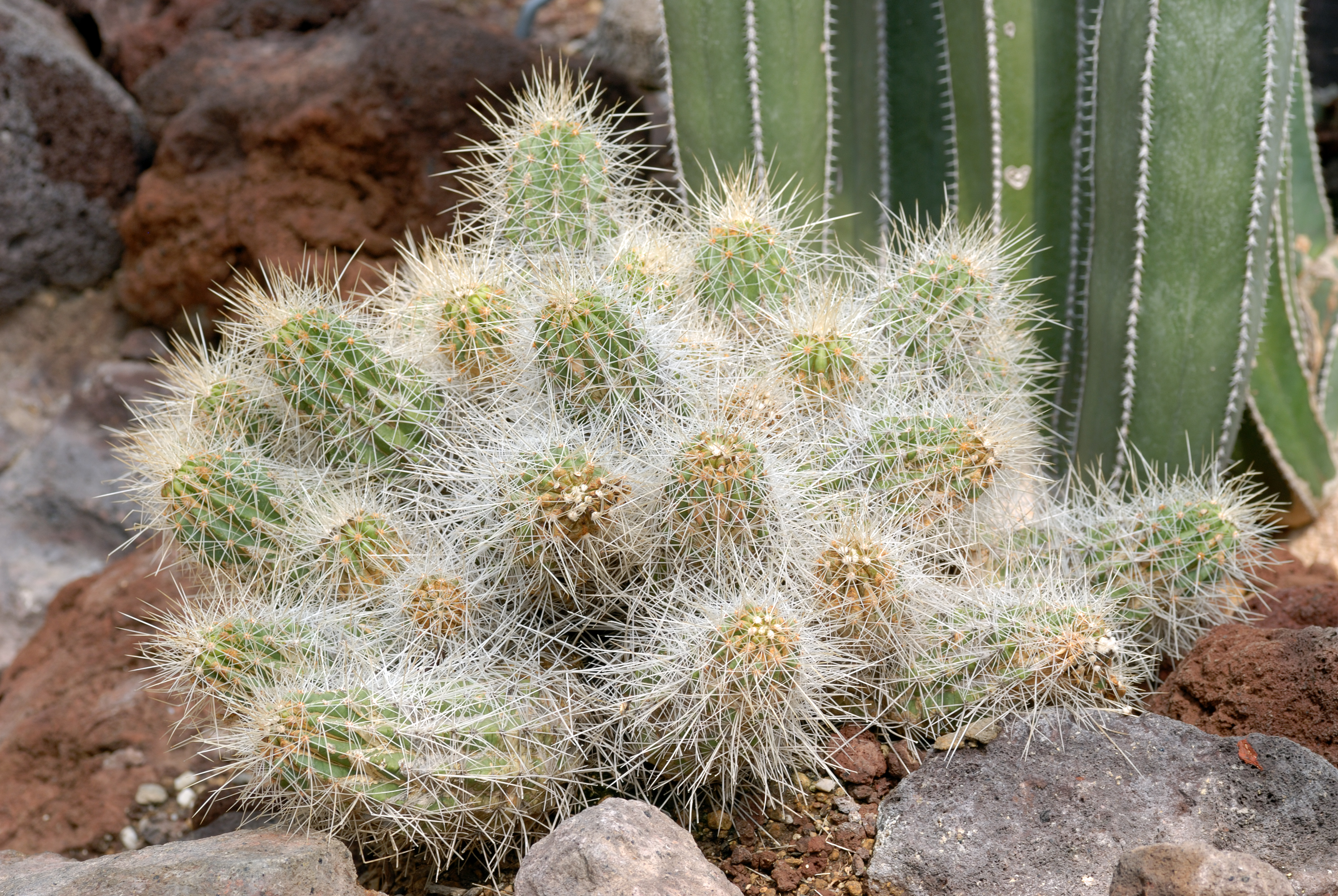 Echinocereus conglomeratus (aka)