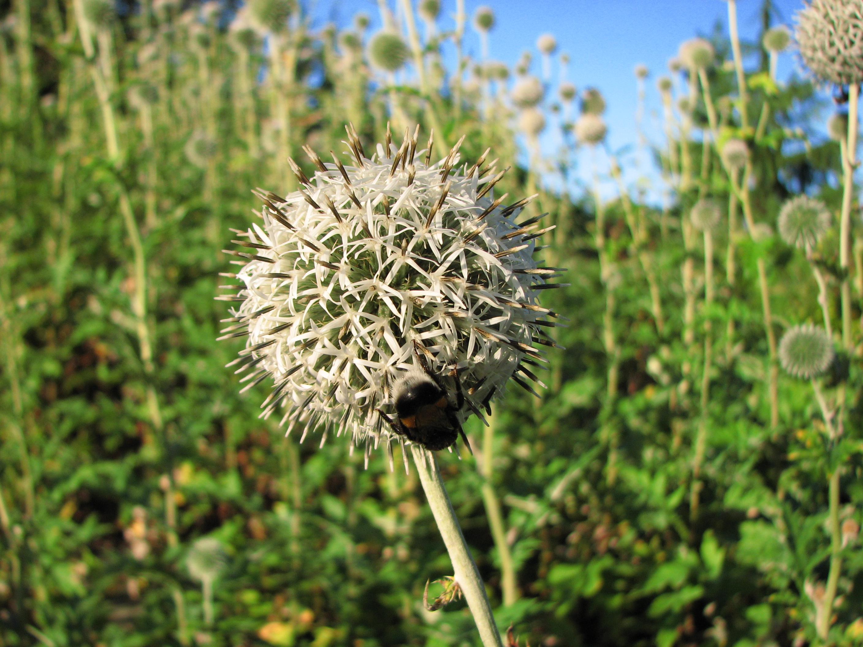 Echinops-sphaerocephalus-bumblebee-0a