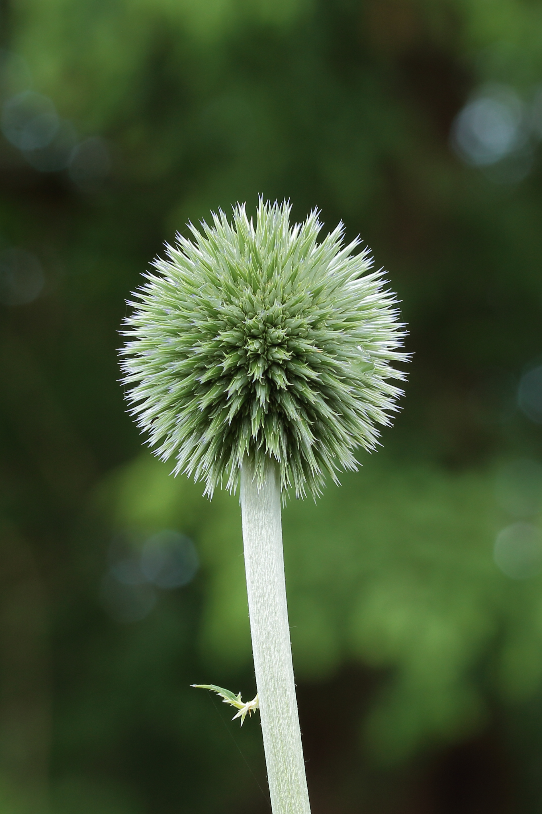 Echinops bannaticus 'Taplow Blue' 02
