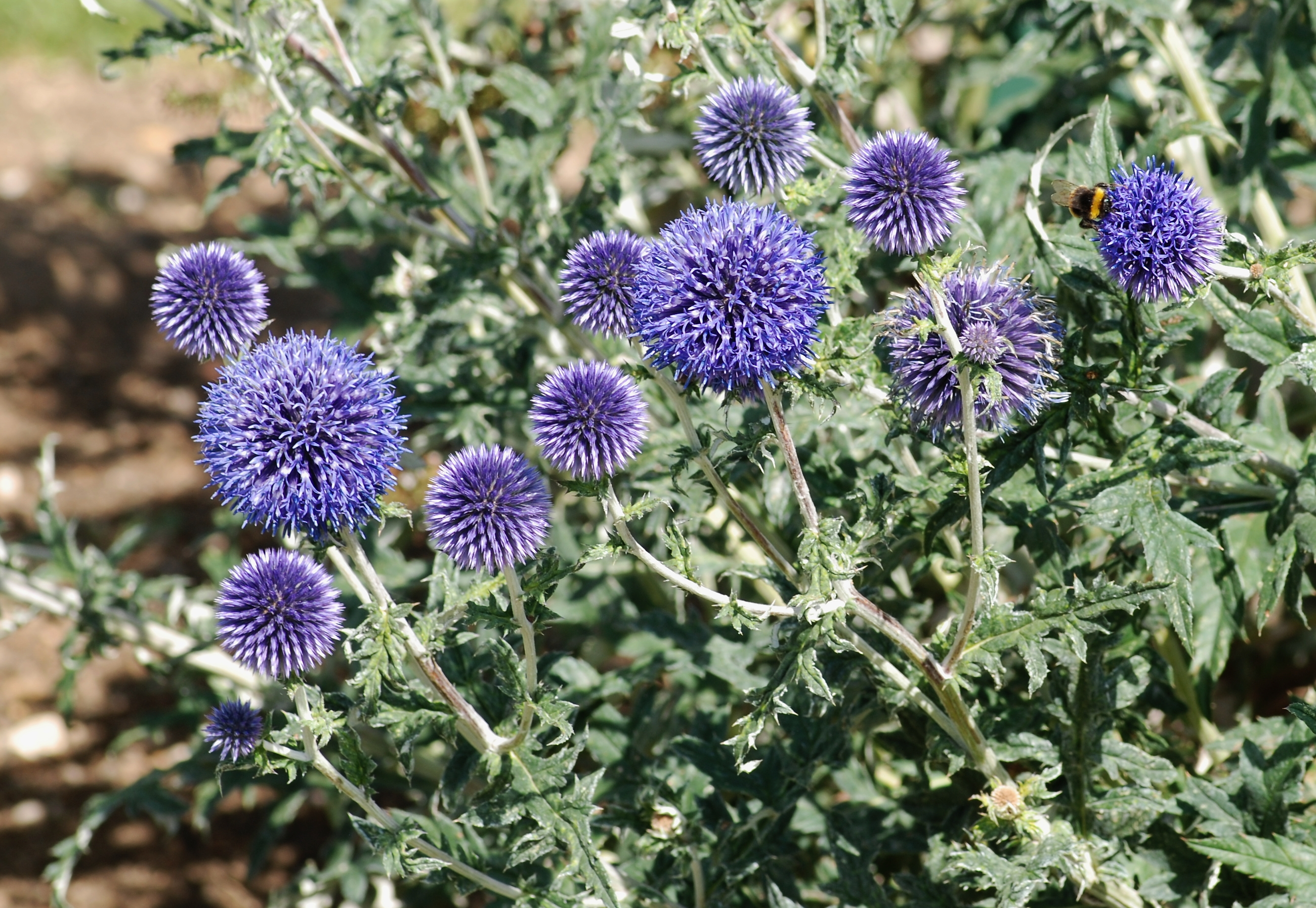 Echinops July 2011-1