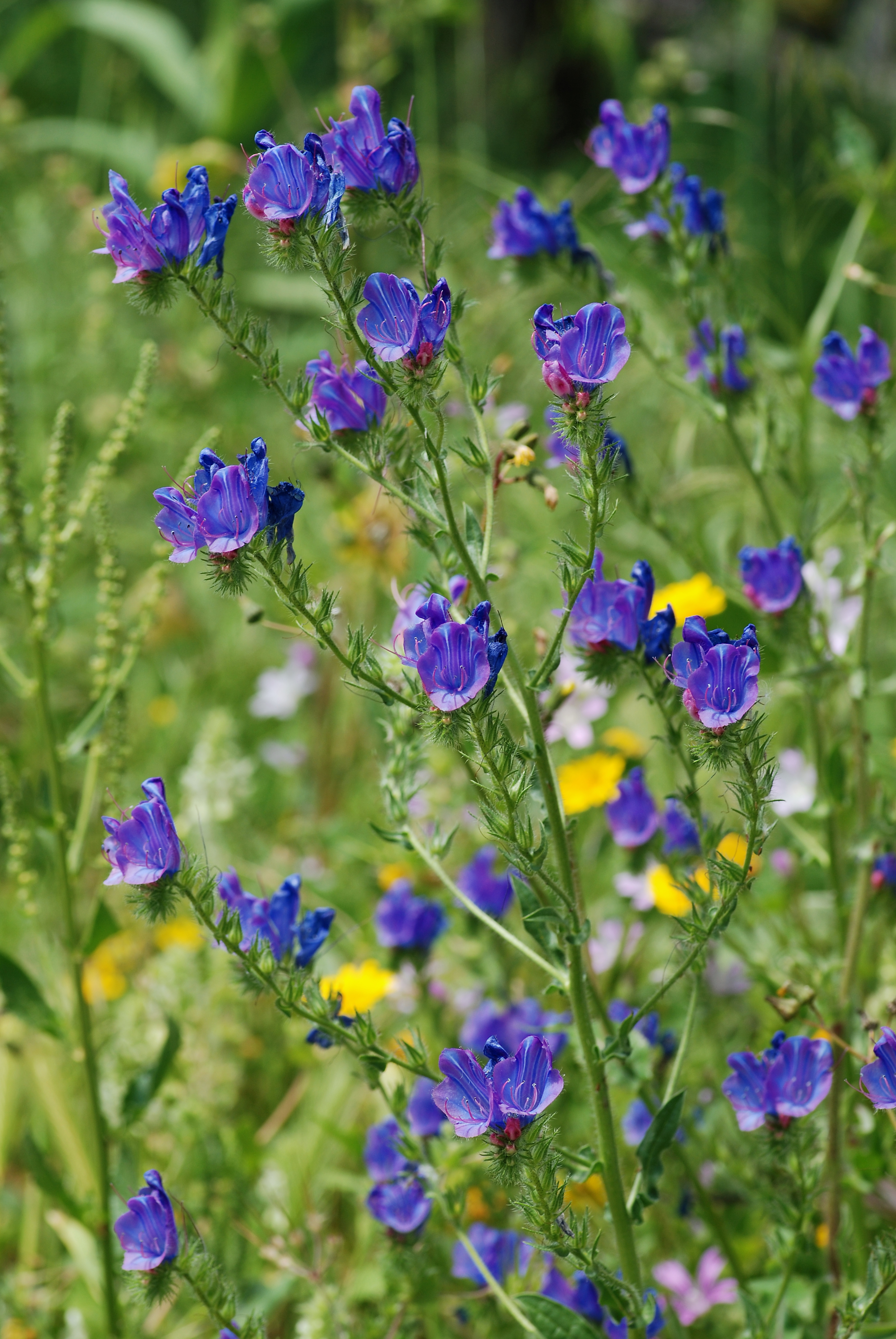 Echium April 2010-2