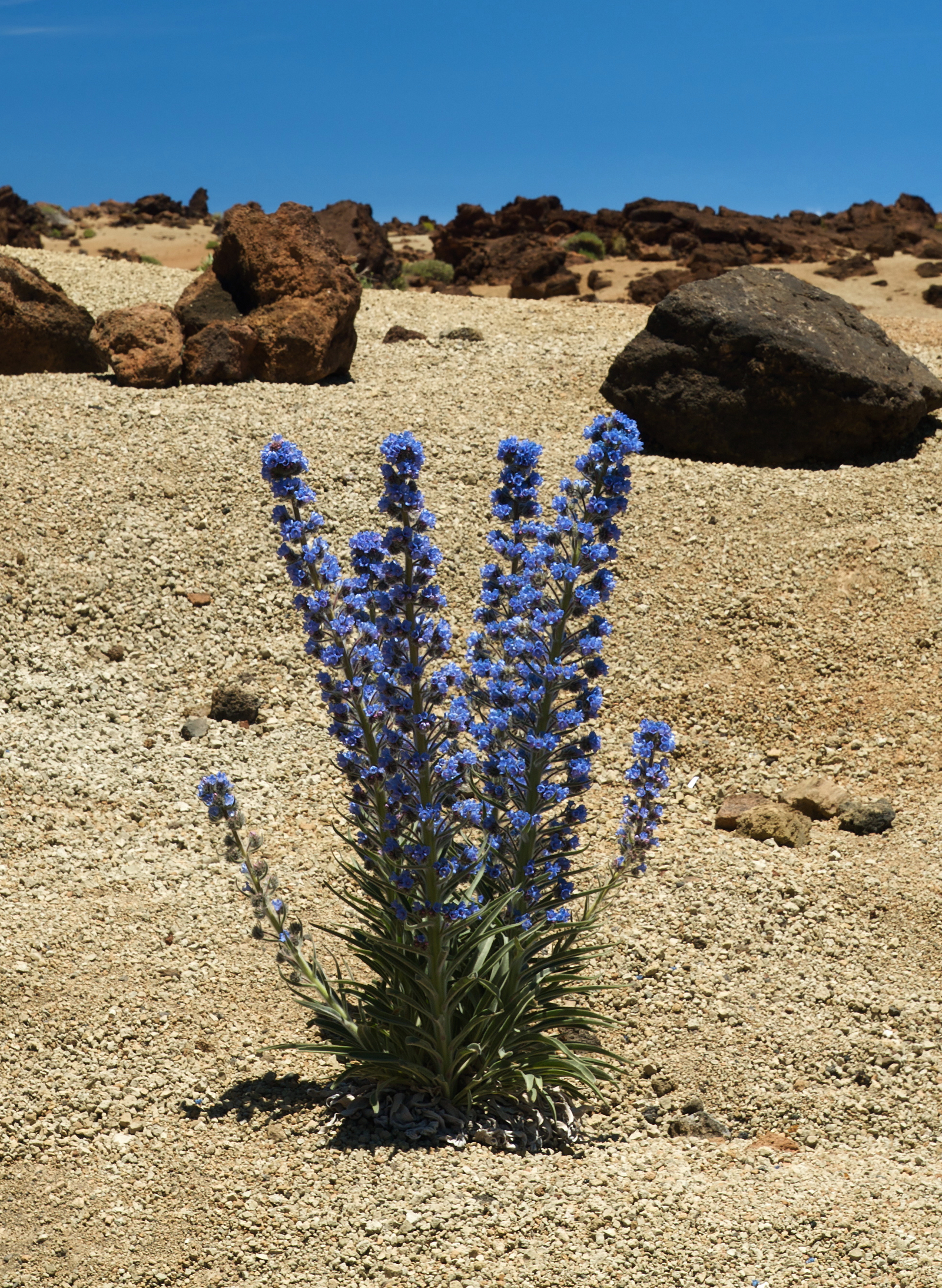 Echium auberianum LC0202