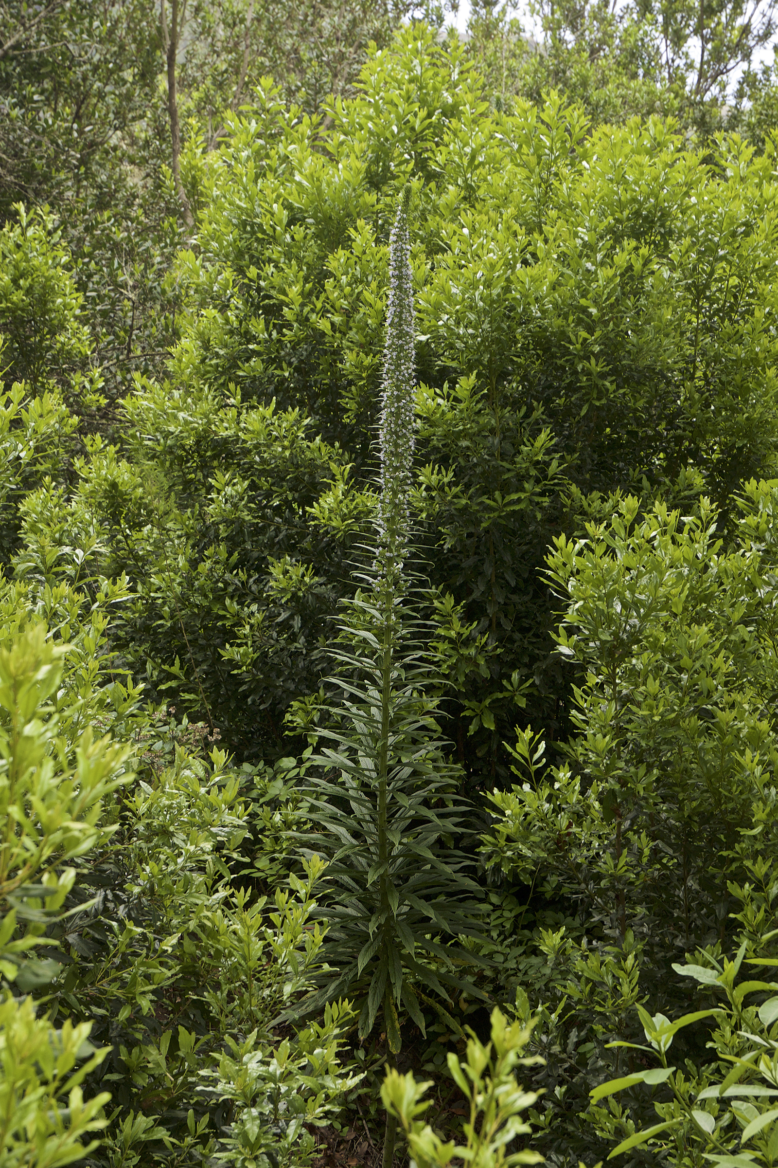 Echium pininana LC0407