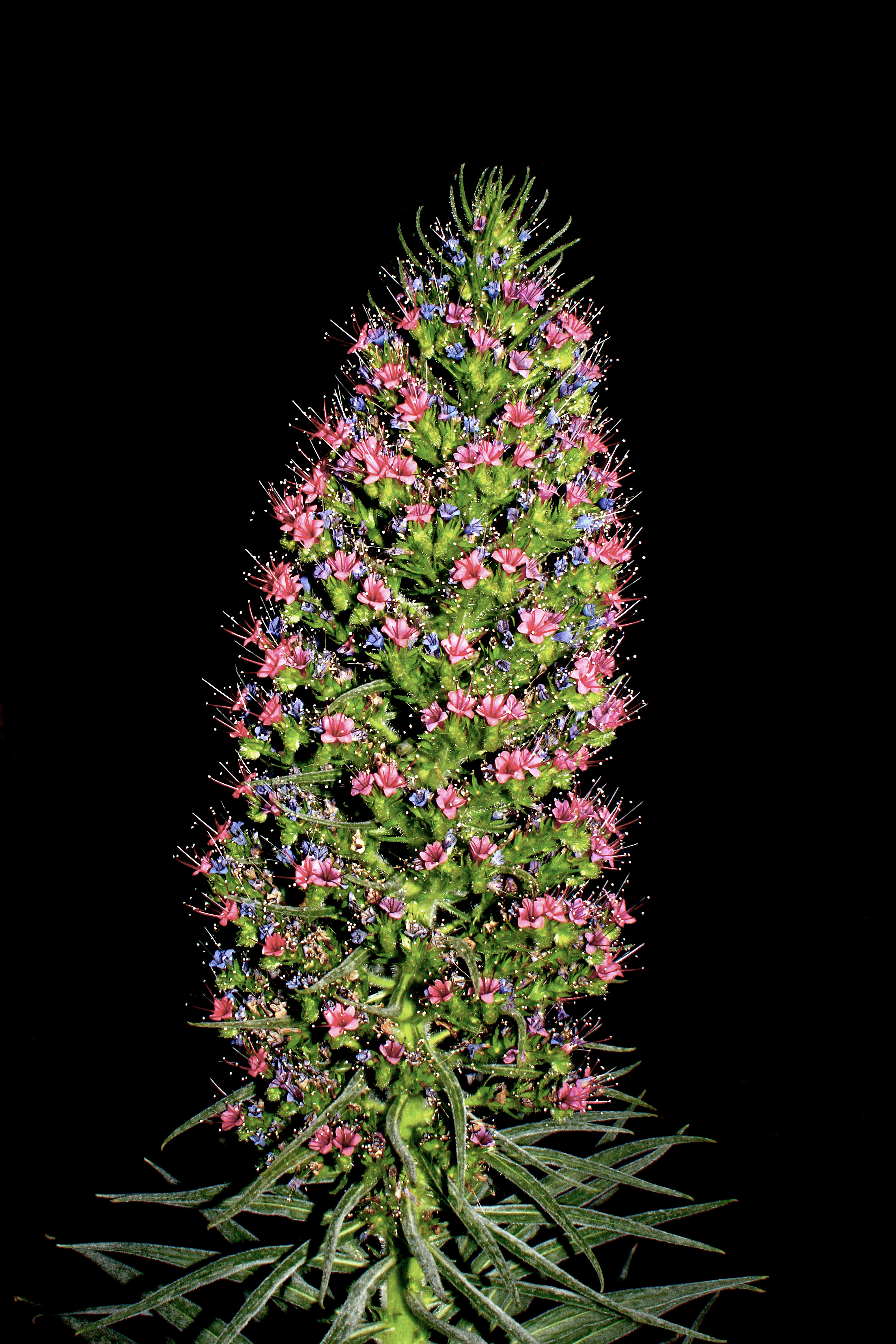 Echium wildpretii 001
