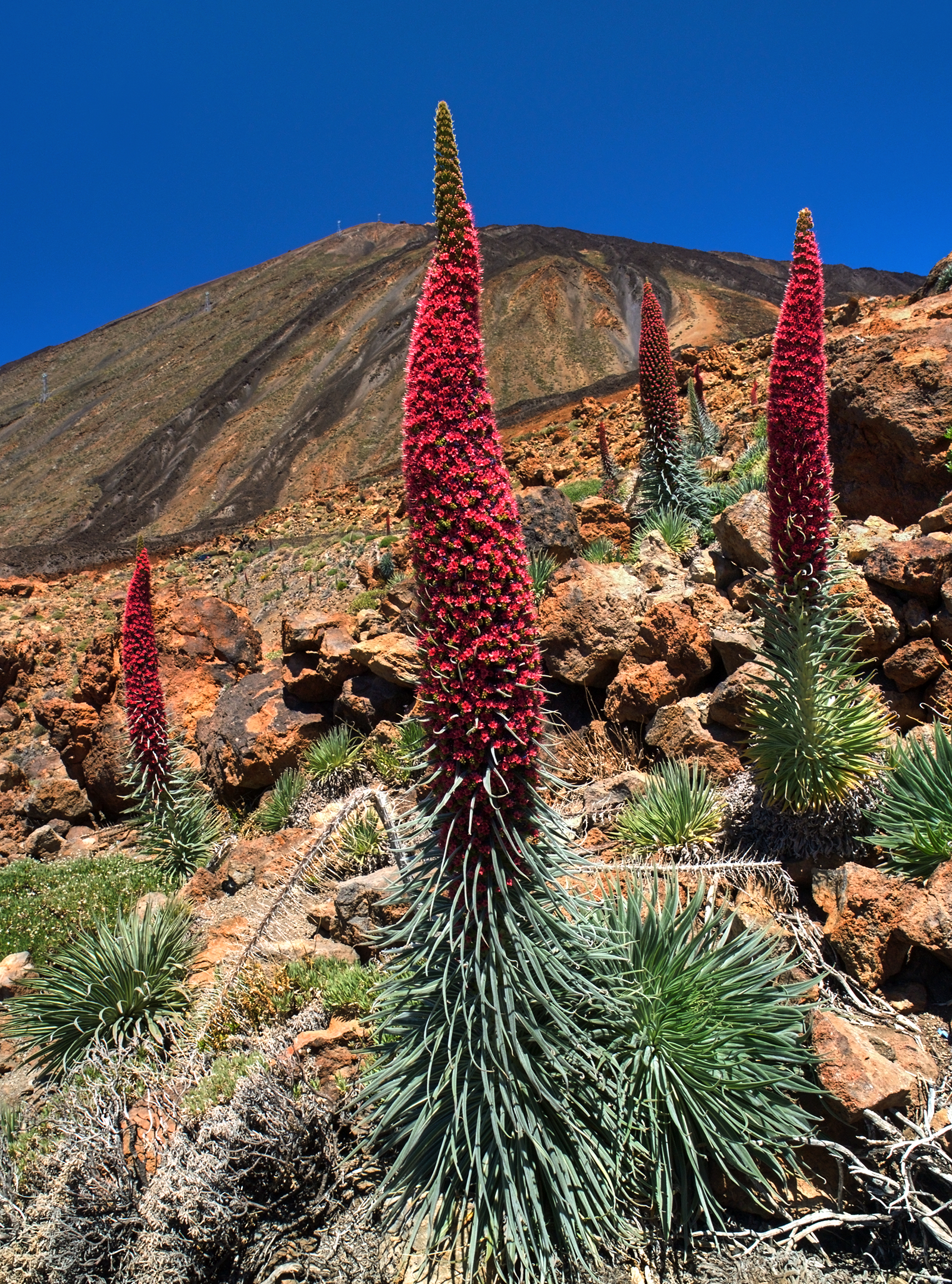 Echium wildpretii LC0204
