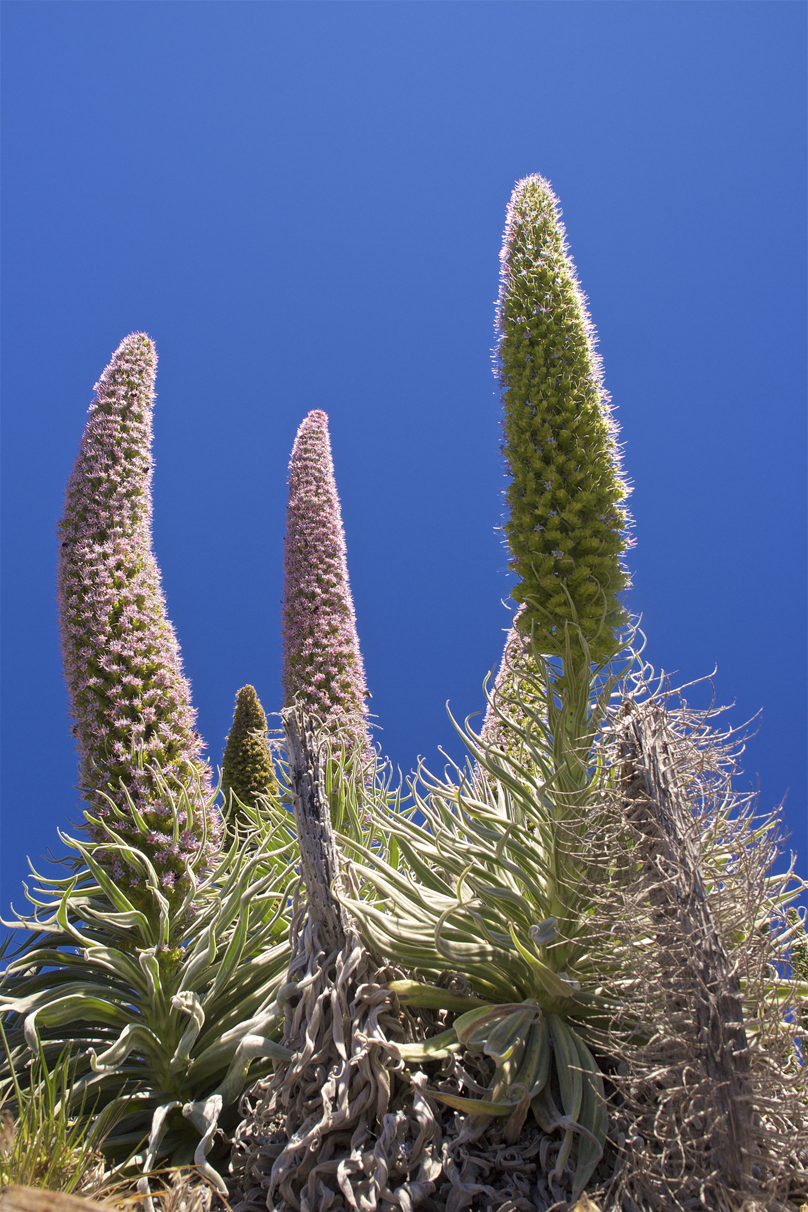 Echium wildpretii LC0408