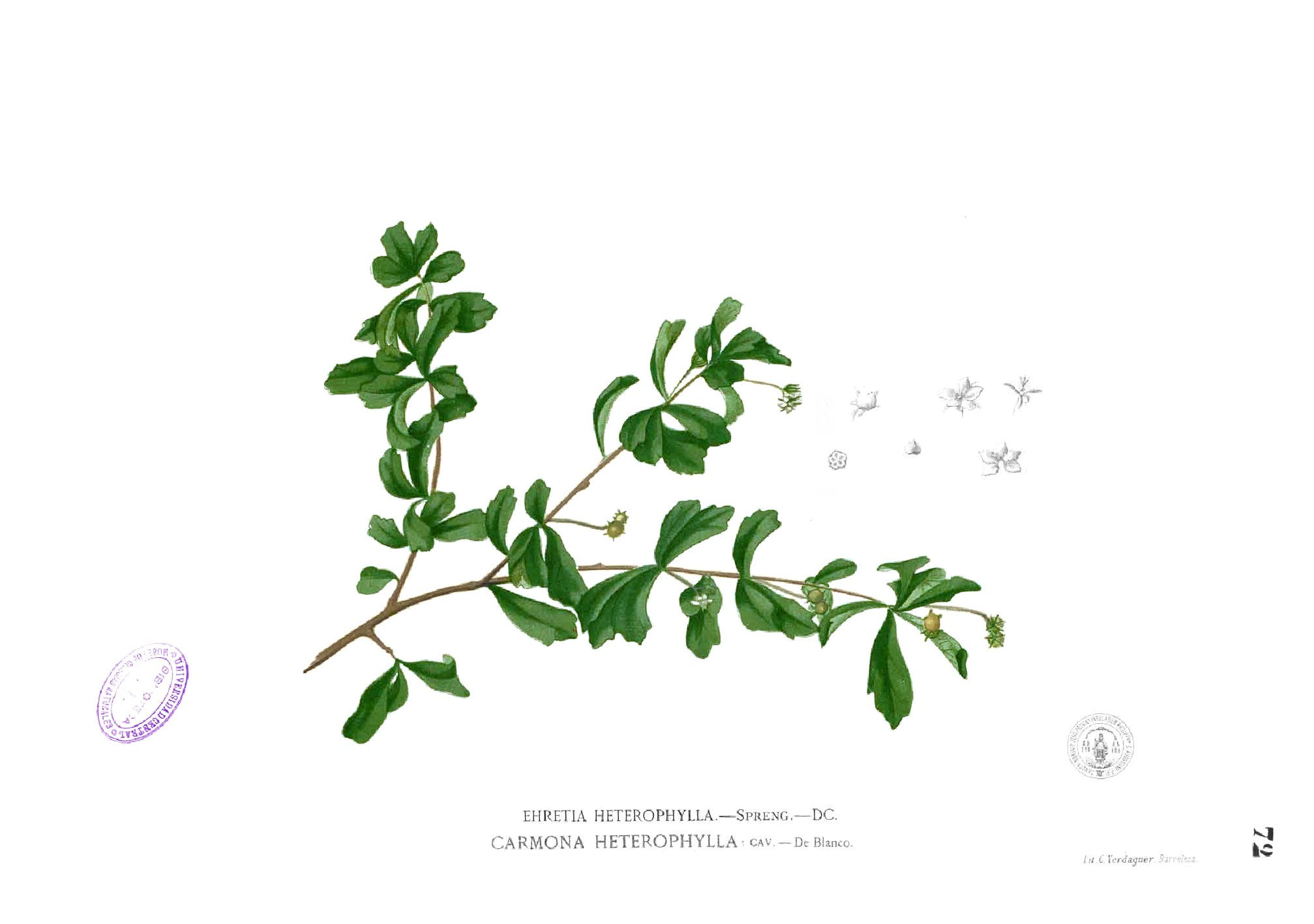 Ehretia buxifolia Blanco1.72