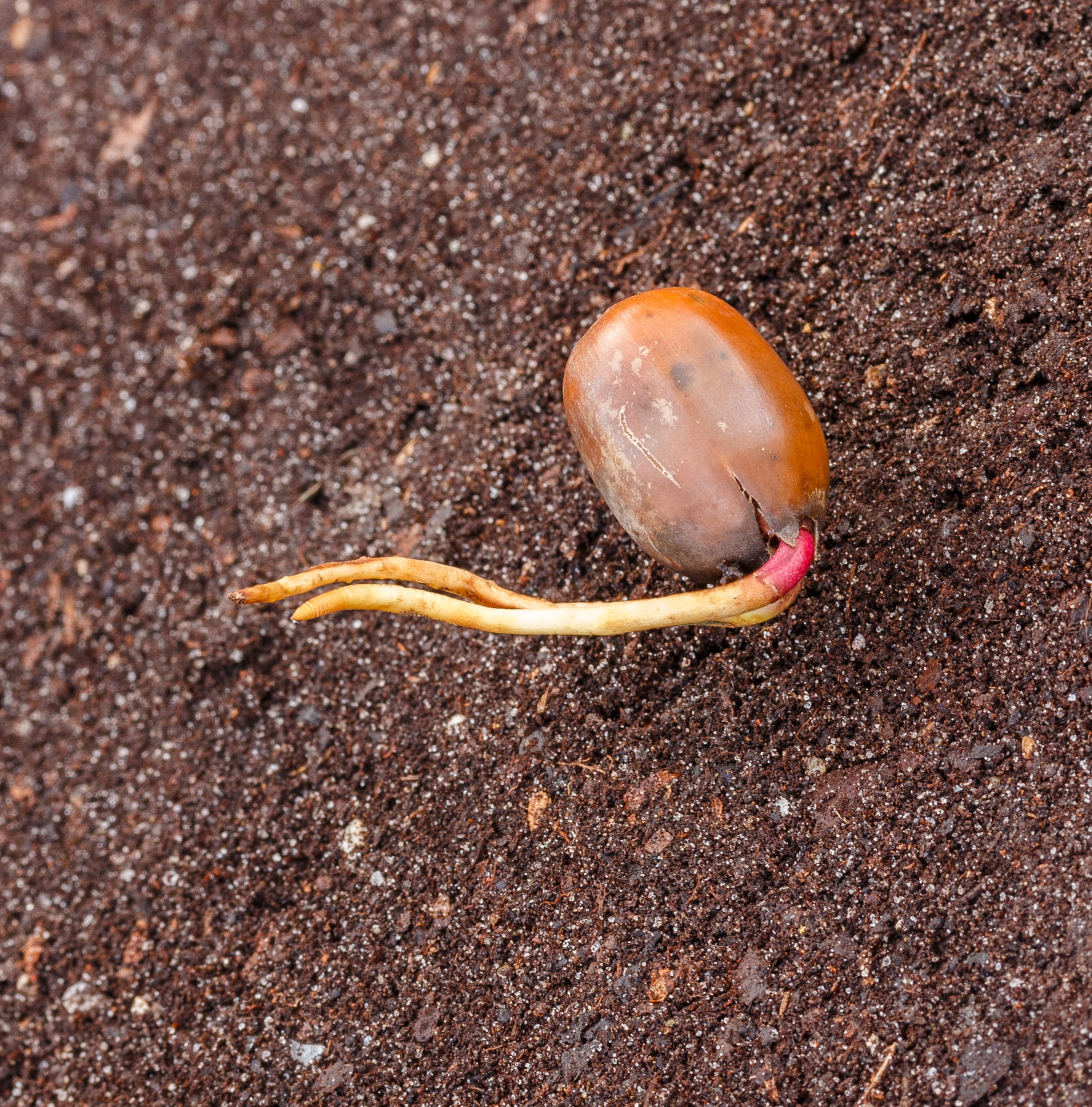 Eikel van een zomereik met wortelkiem (Quercus robur) 01
