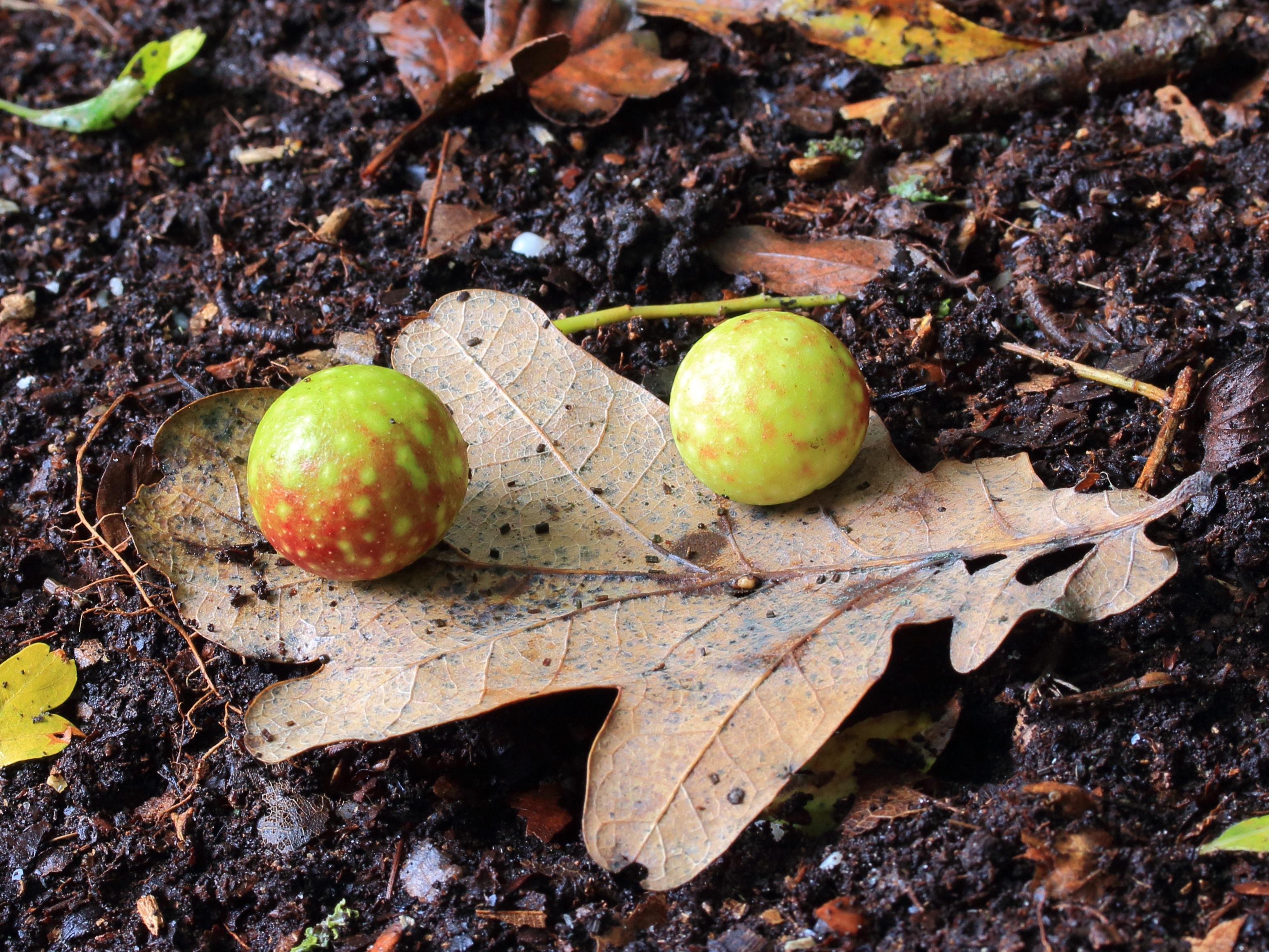 Eikenblad met galappels van de eikengalwesp (Cynips quercusfolii)