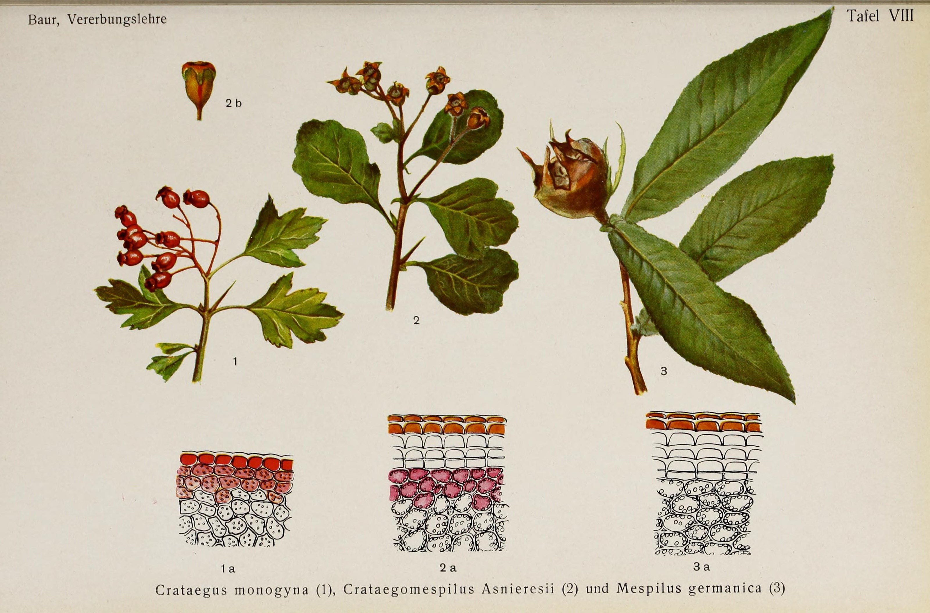 Einführung in die experimentelle Vererbungslehre (17912615796)