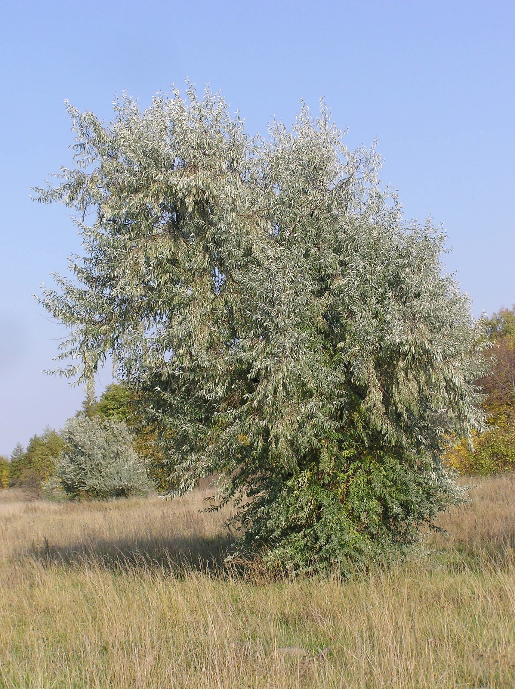 Elaeagnus angustifolia (habitus)