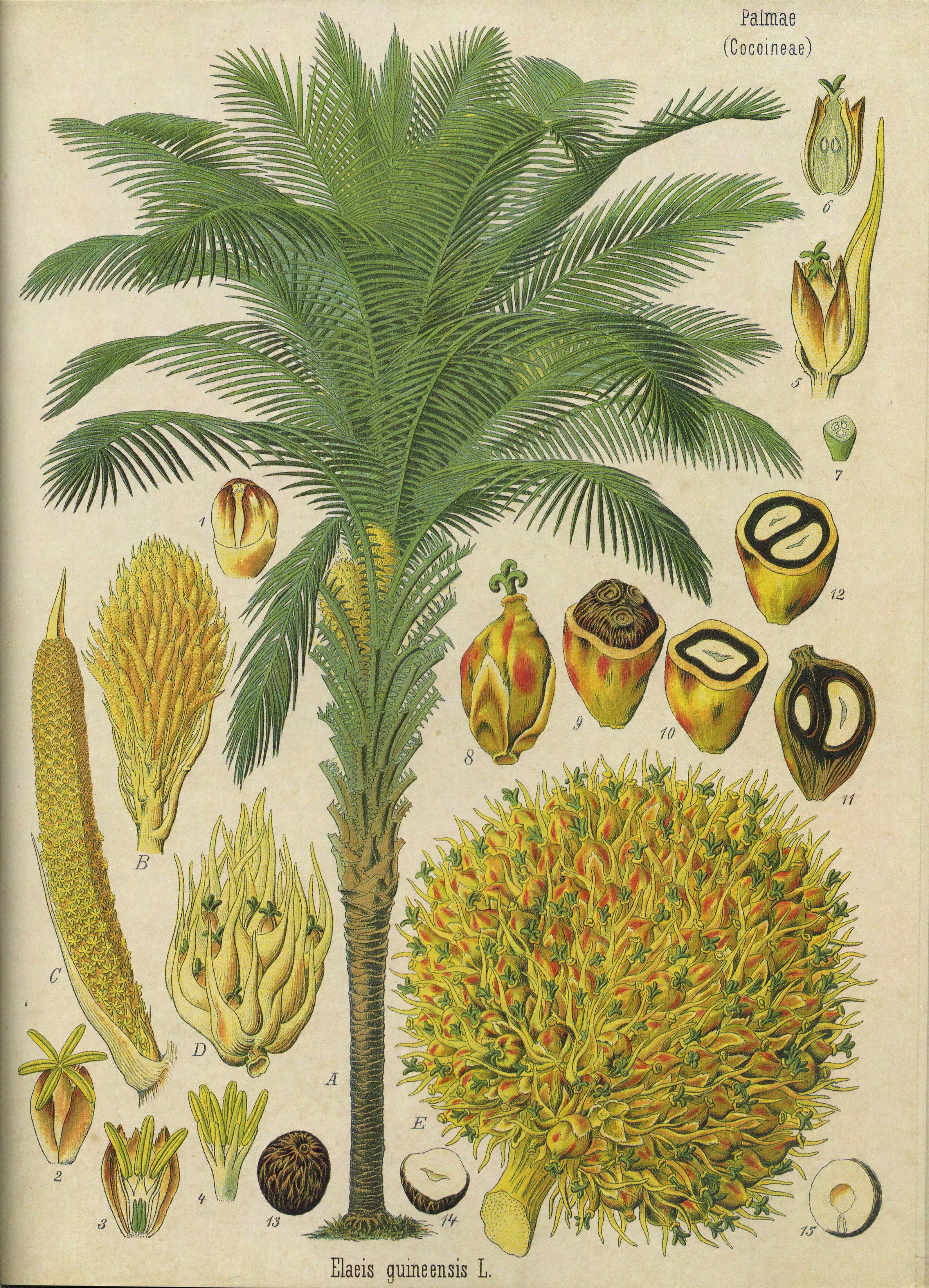Elaeis guineensis - Köhler–s Medizinal-Pflanzen-056